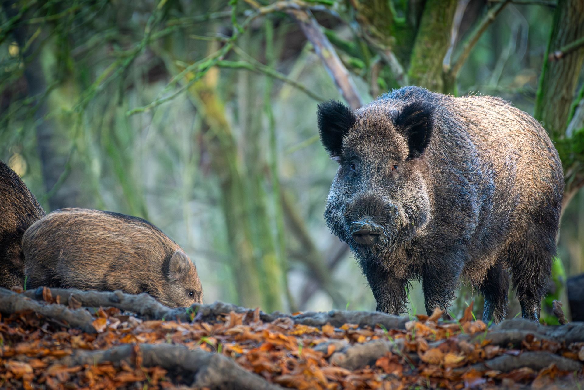 Twee wilde zwijnen in een bos, de ene staat en kijkt vooruit, de andere ligt op bruine bladeren.