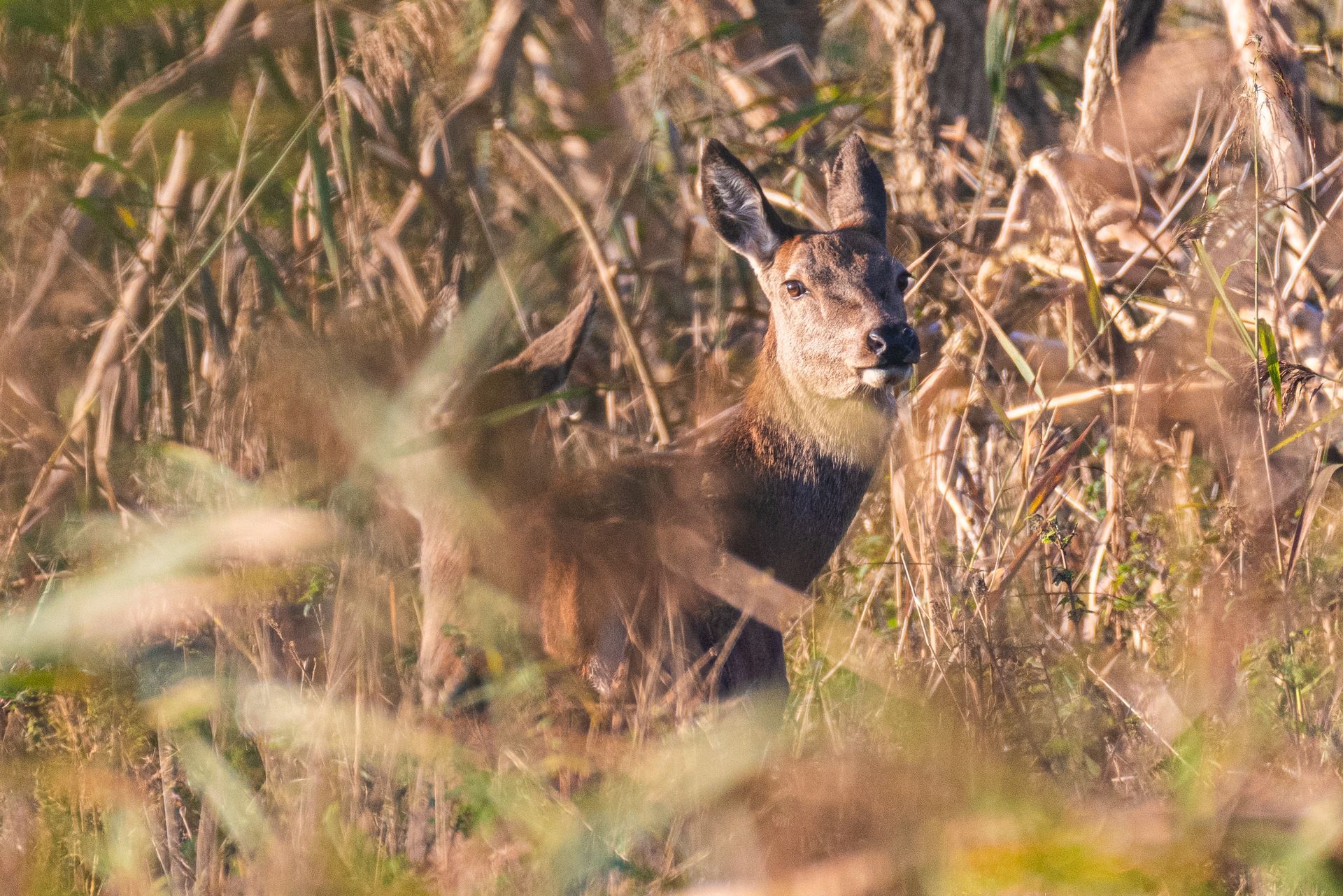 Een hert staat in het hoge, droge gras en kijkt de kijker alert aan.