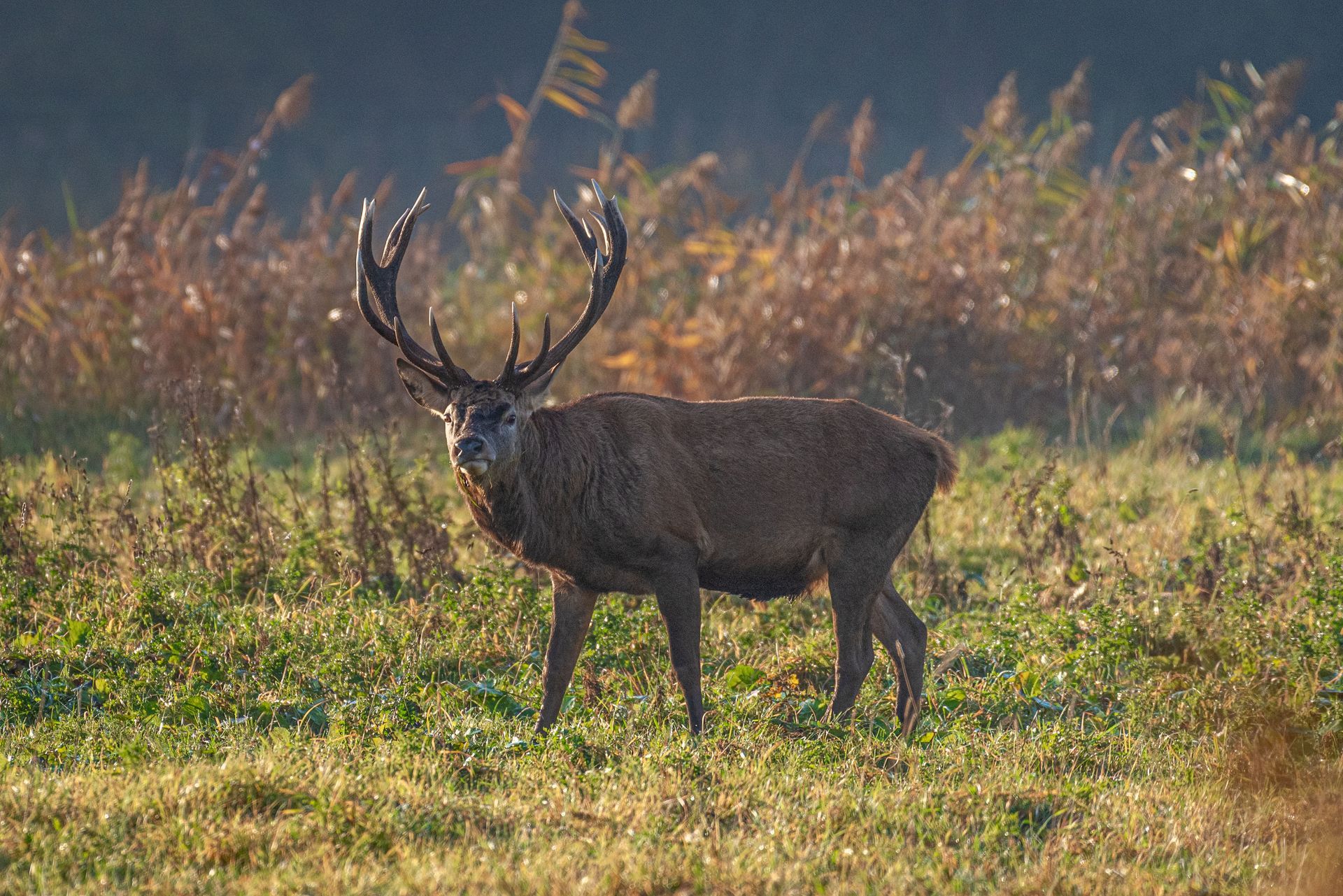 Een groot edelhert met een indrukwekkend gewei staat in een veld, verlicht door de zon.