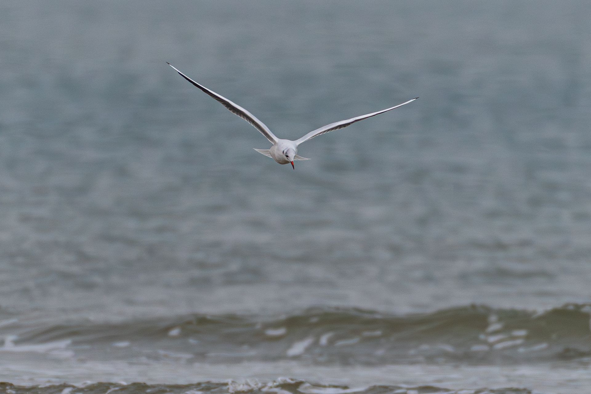 Een meeuw vliegt richting de camera boven een oceaan met golven, onder een bewolkte hemel.