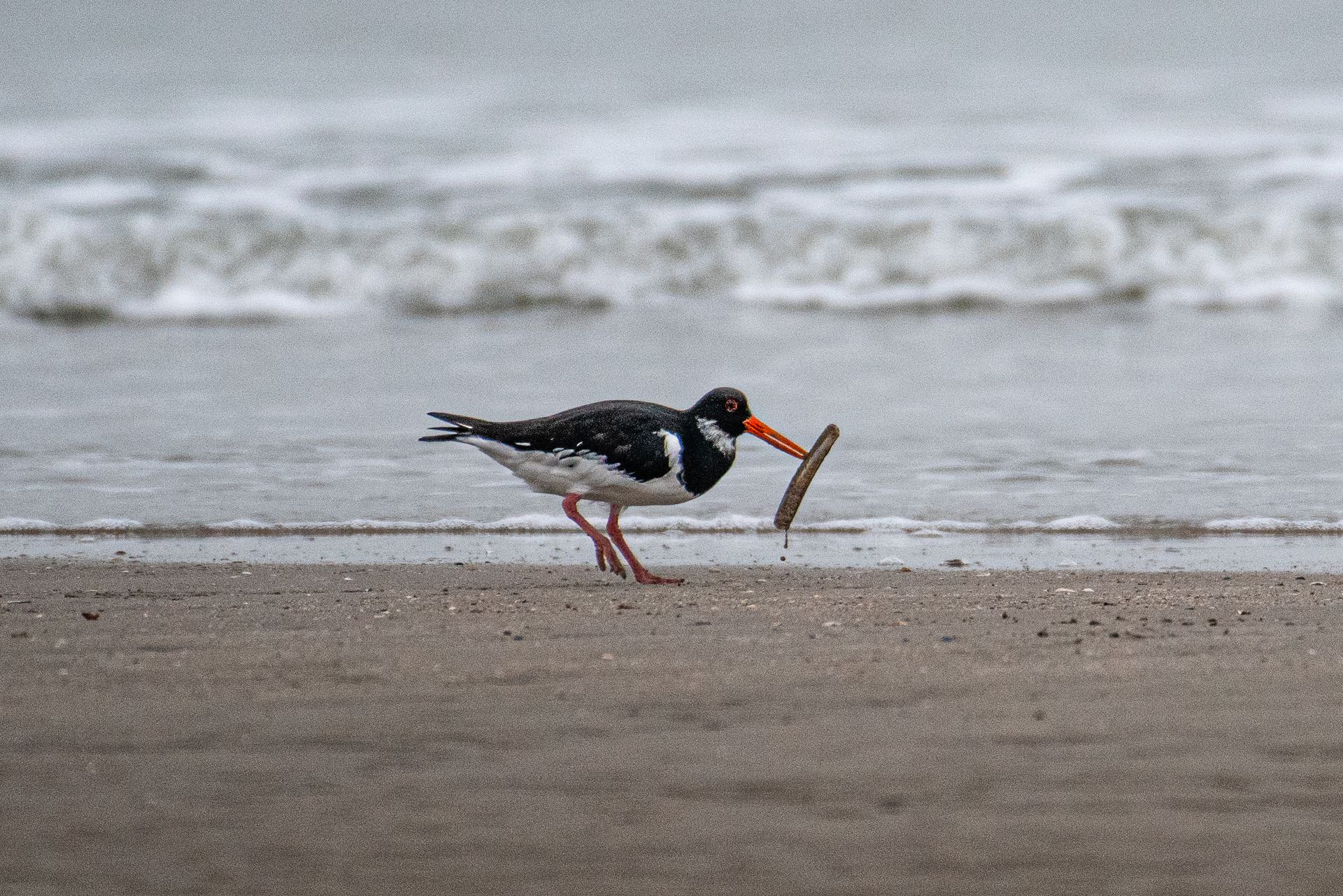 Een scholekster op het strand houdt een stokje in zijn snavel; op de achtergrond zijn oceaangolven te zien.