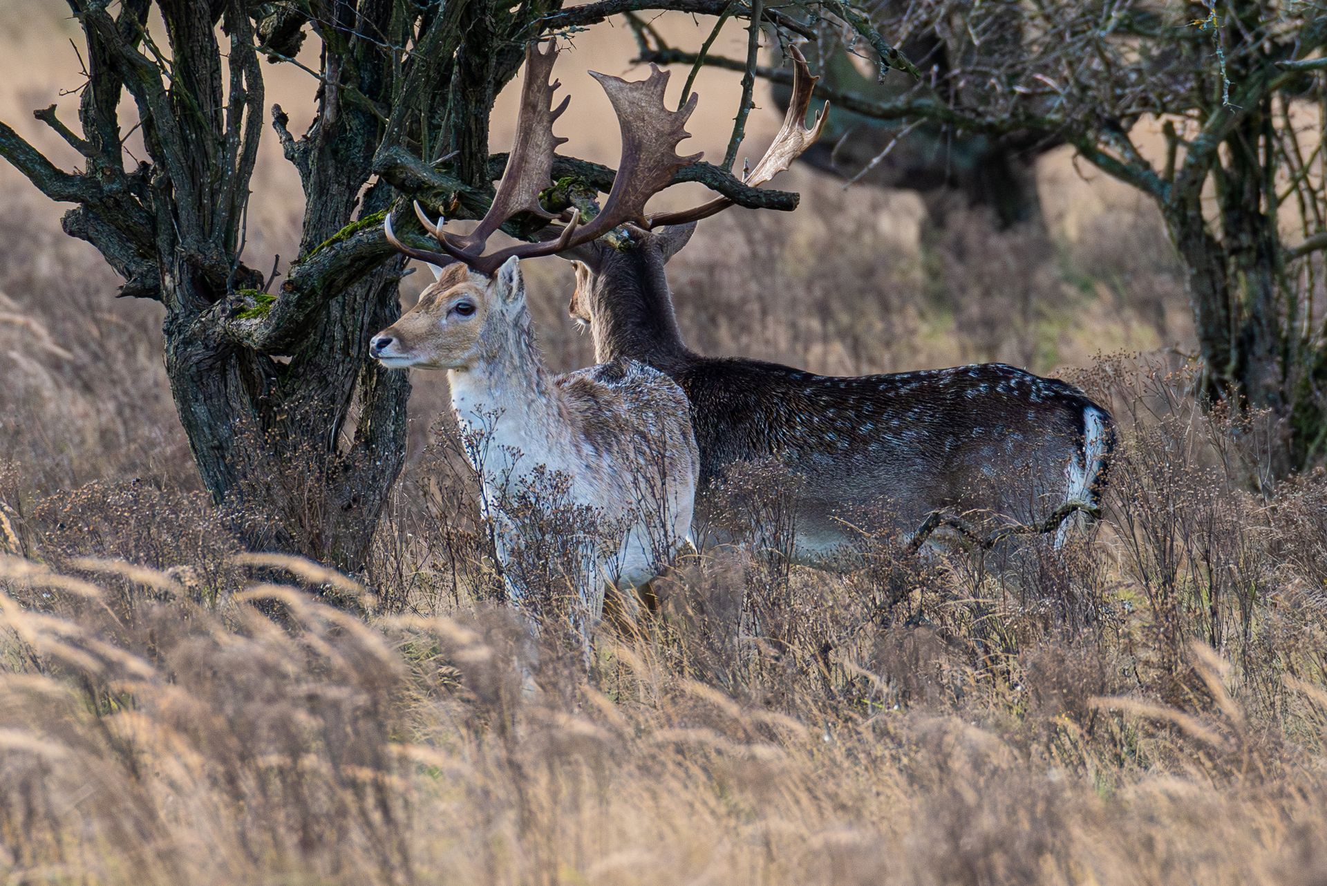 Twee herten in een veld met hoog gras, vlakbij bomen. Het ene hert is lichtbruin met vlekken. Het andere is donkerbruin.