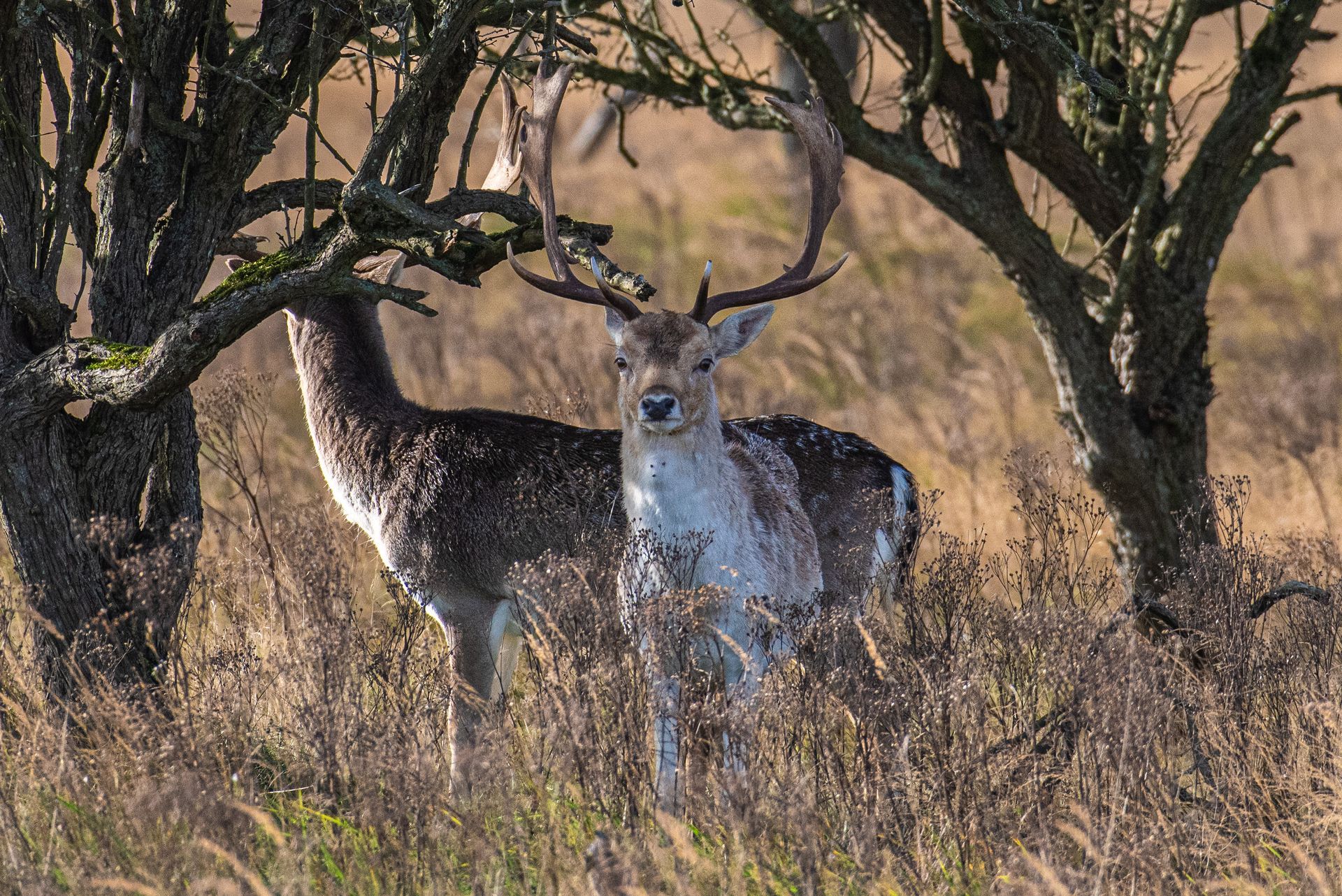 Damhert met groot gewei staat in het hoge gras, gedeeltelijk aan het zicht onttrokken door bomen.