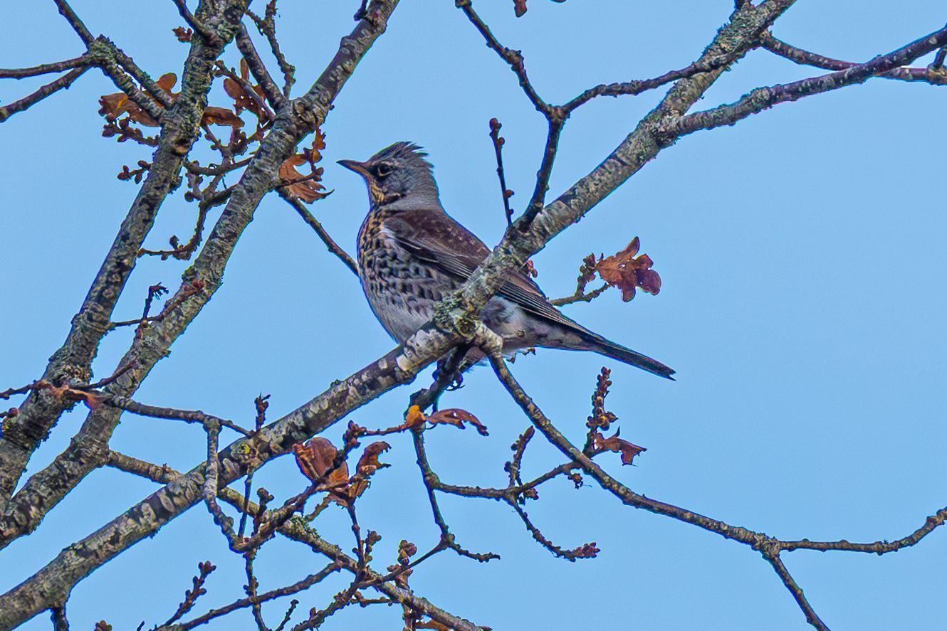 Een vogel met een gevlekte borst zit op een boomtak tegen een blauwe hemel.