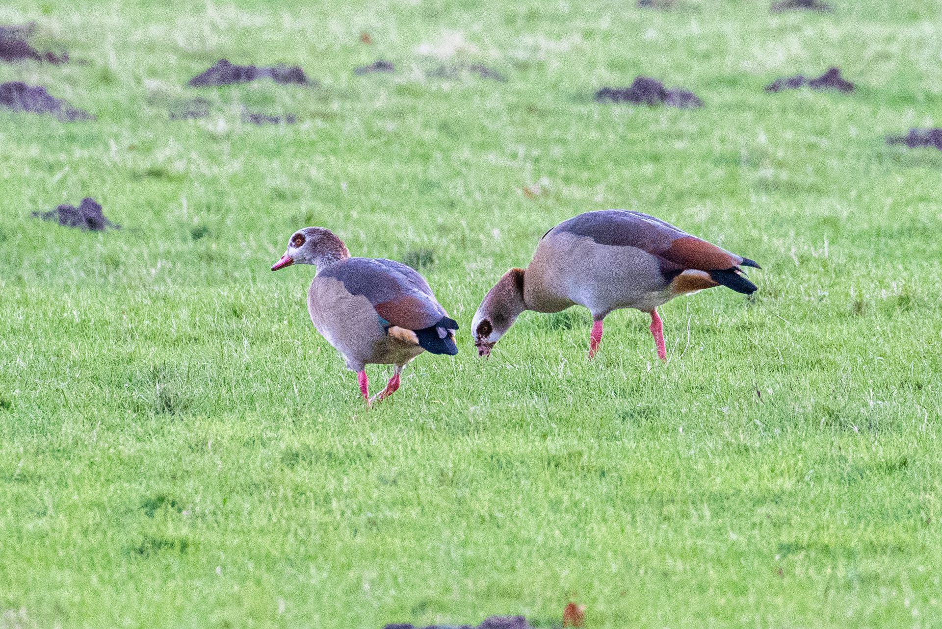 Twee Egyptische ganzen foerageren in het groene gras.