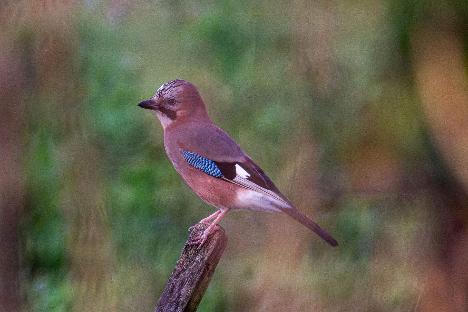 Een gaai zit op een tak, met een blauwe vleugelvlek en bruine veren.