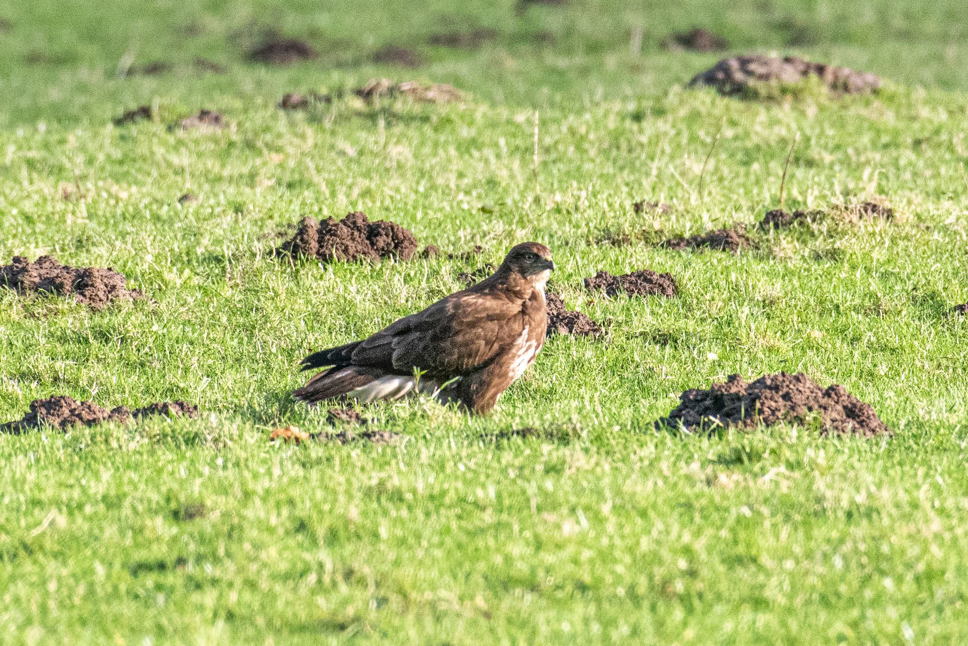 Een bruine havik staat in een grasveld met verschillende molshopen.