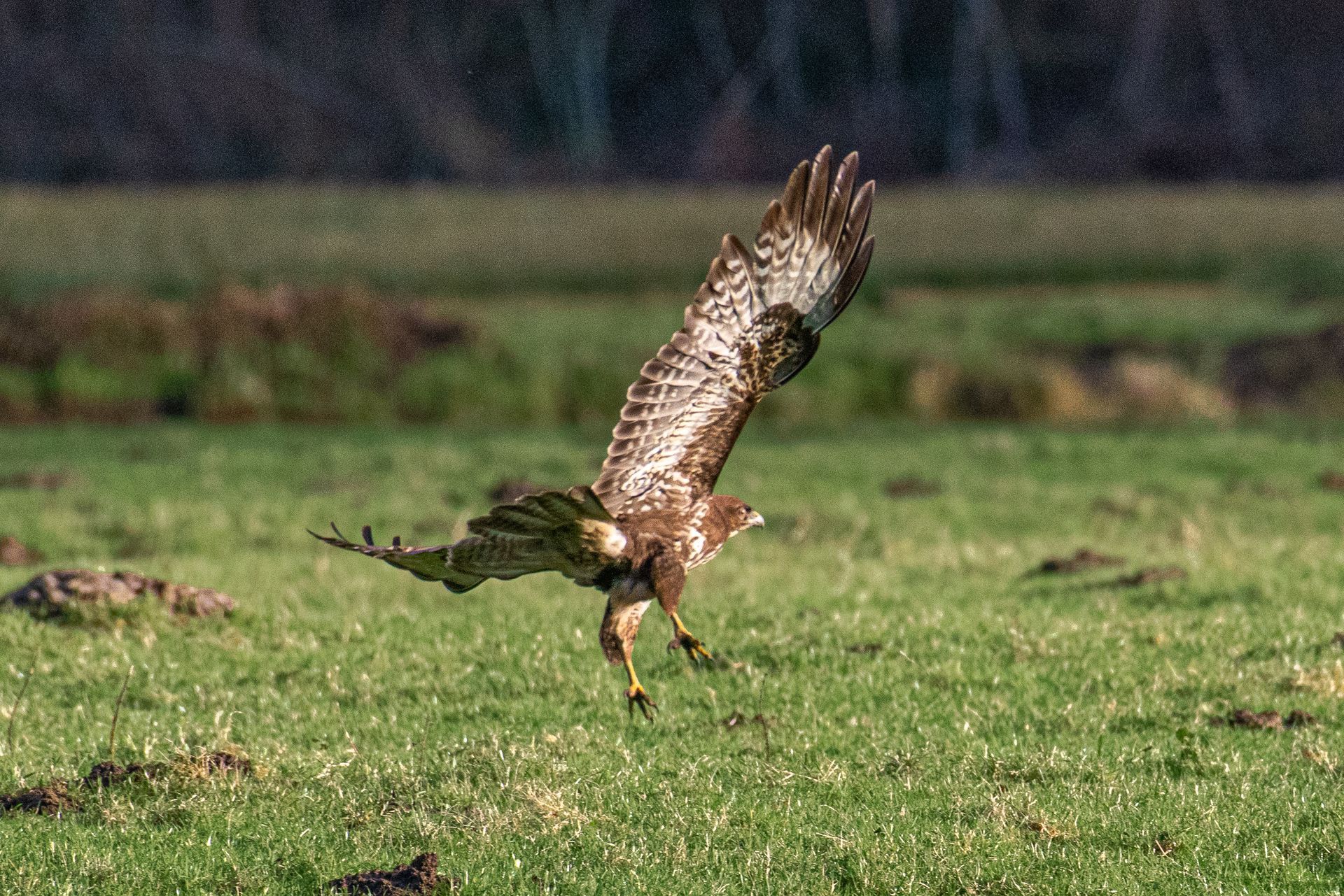 Roofvogel landt in een grasveld, met gespreide vleugels, naar rechts gericht. Bruine en witte veren.
