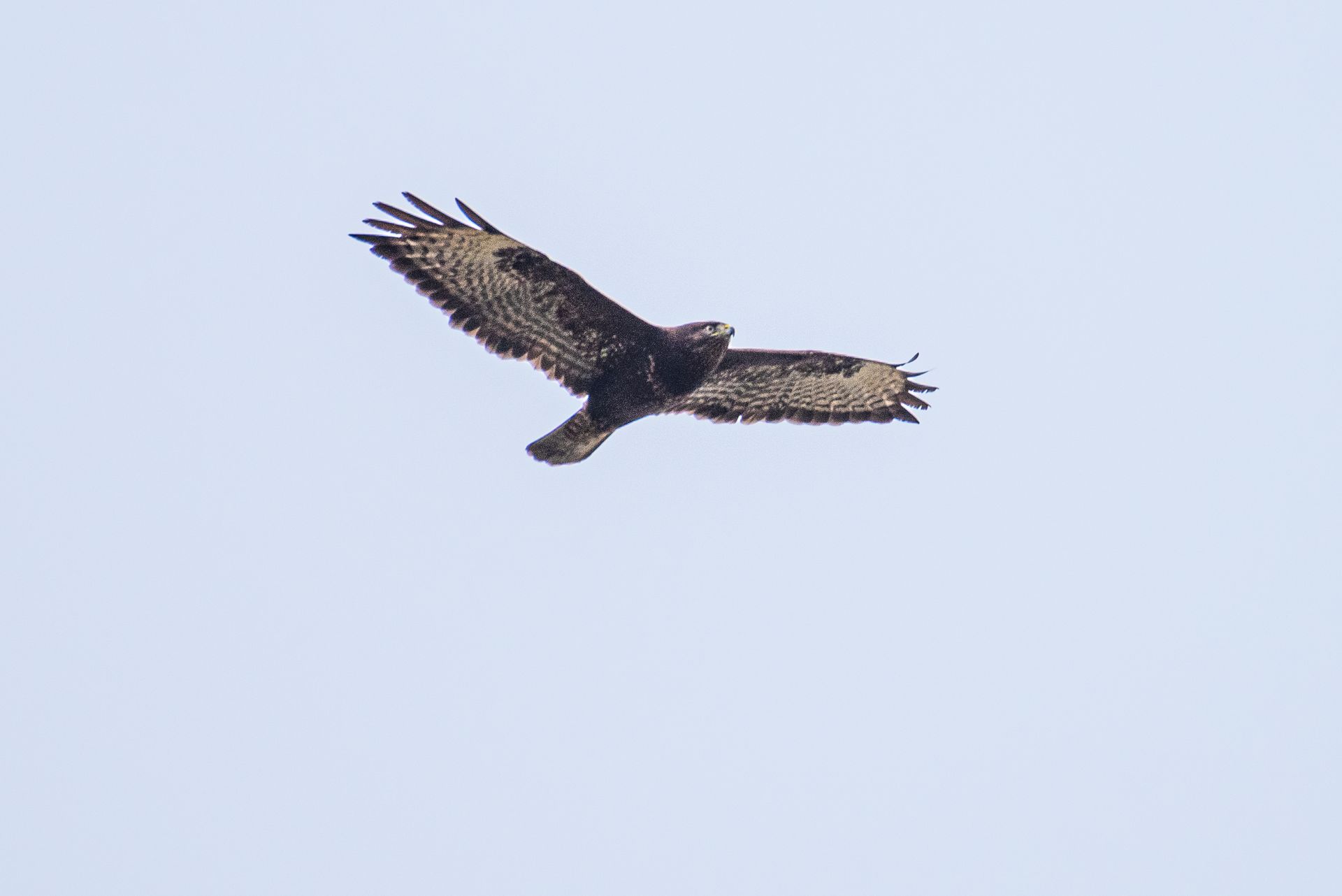 Een havik zweeft door een lichtblauwe lucht; gevlekte bruin-witte veren zijn zichtbaar.