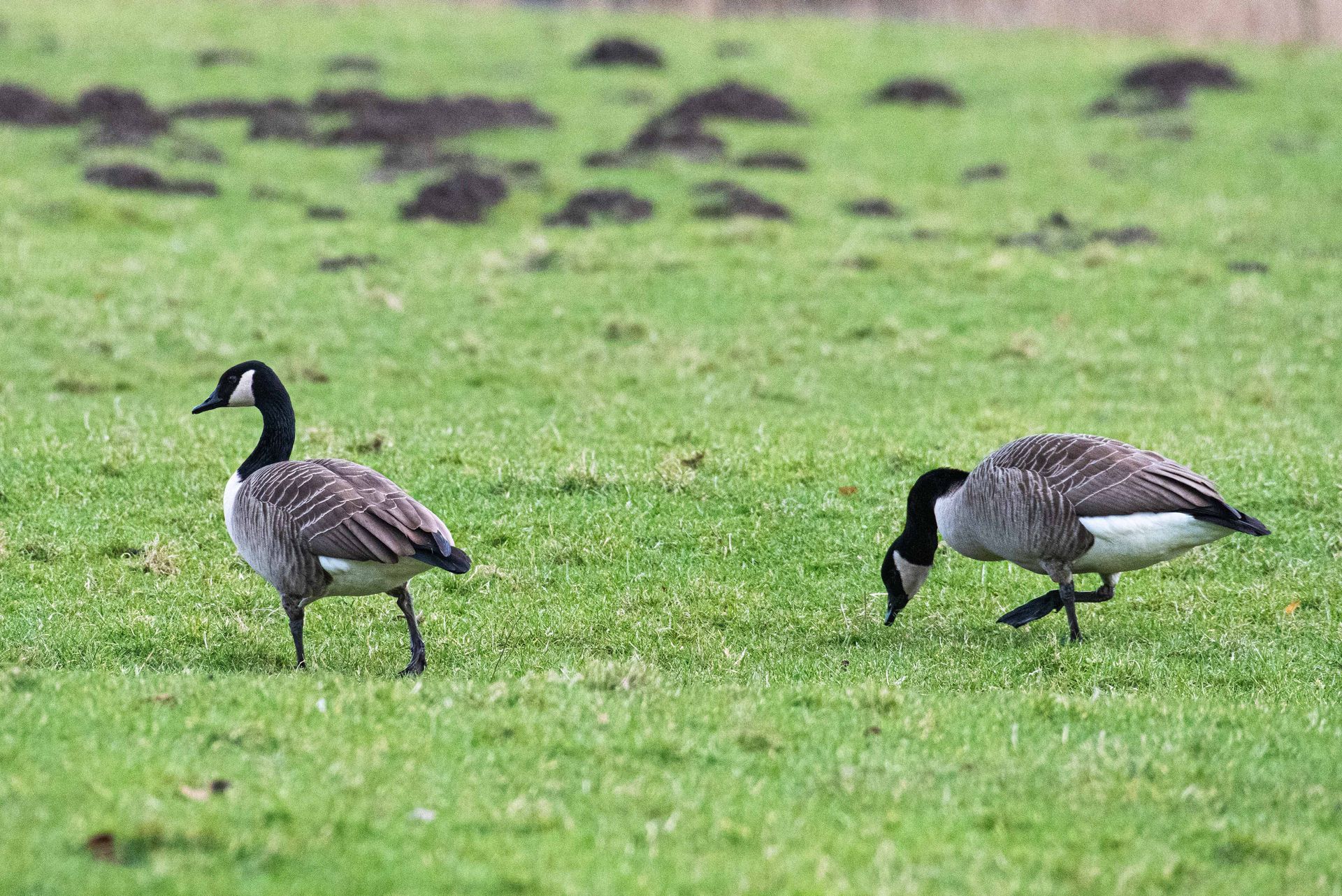 Twee Canadese ganzen grazen in een groen grasveld.