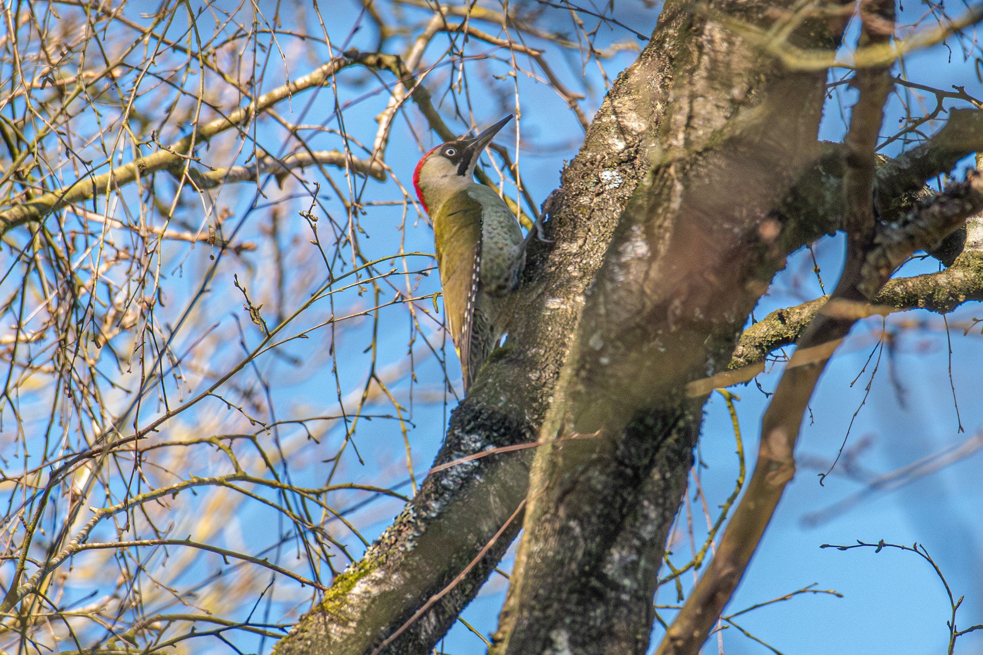 Een groene specht met een rode kap klampt zich vast aan een boomstam en hakt erin. Op de achtergrond zijn wintertakken en een blauwe lucht te zien.