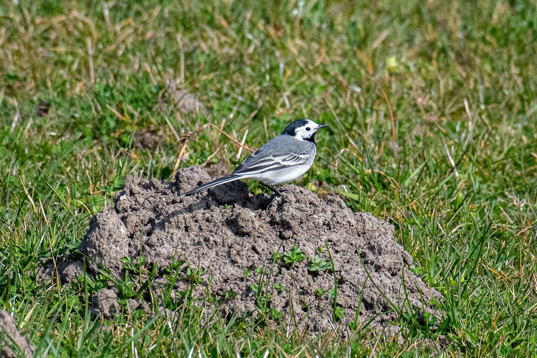 Een wit-zwarte vogel zit op een aarden heuvel in een grasveld.