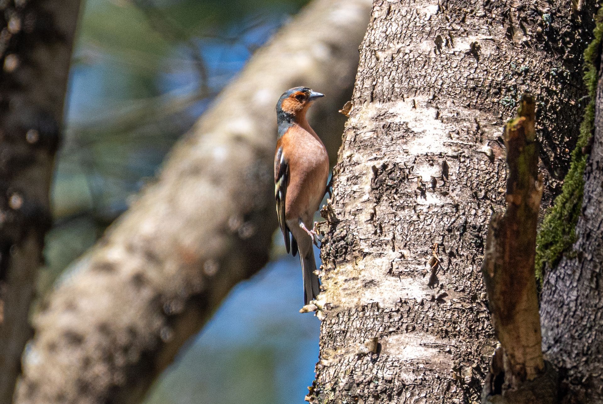 Een vink zit op een boomstam, met oranje en bruin verenkleed, en kijkt naar rechts.