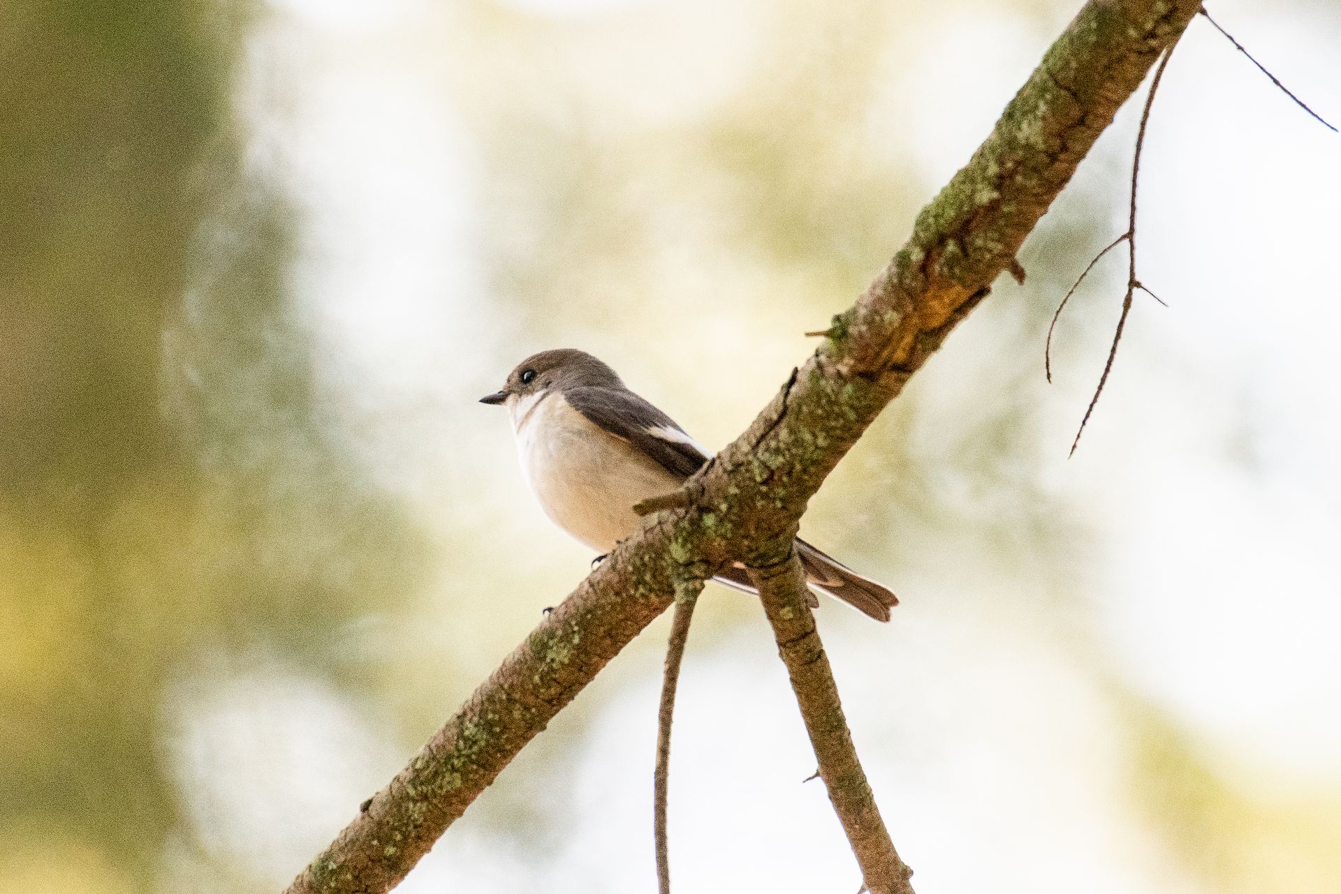 Een vogel met grijs en wit verenkleed zit op een met mos begroeide tak, met een wazige achtergrond.
