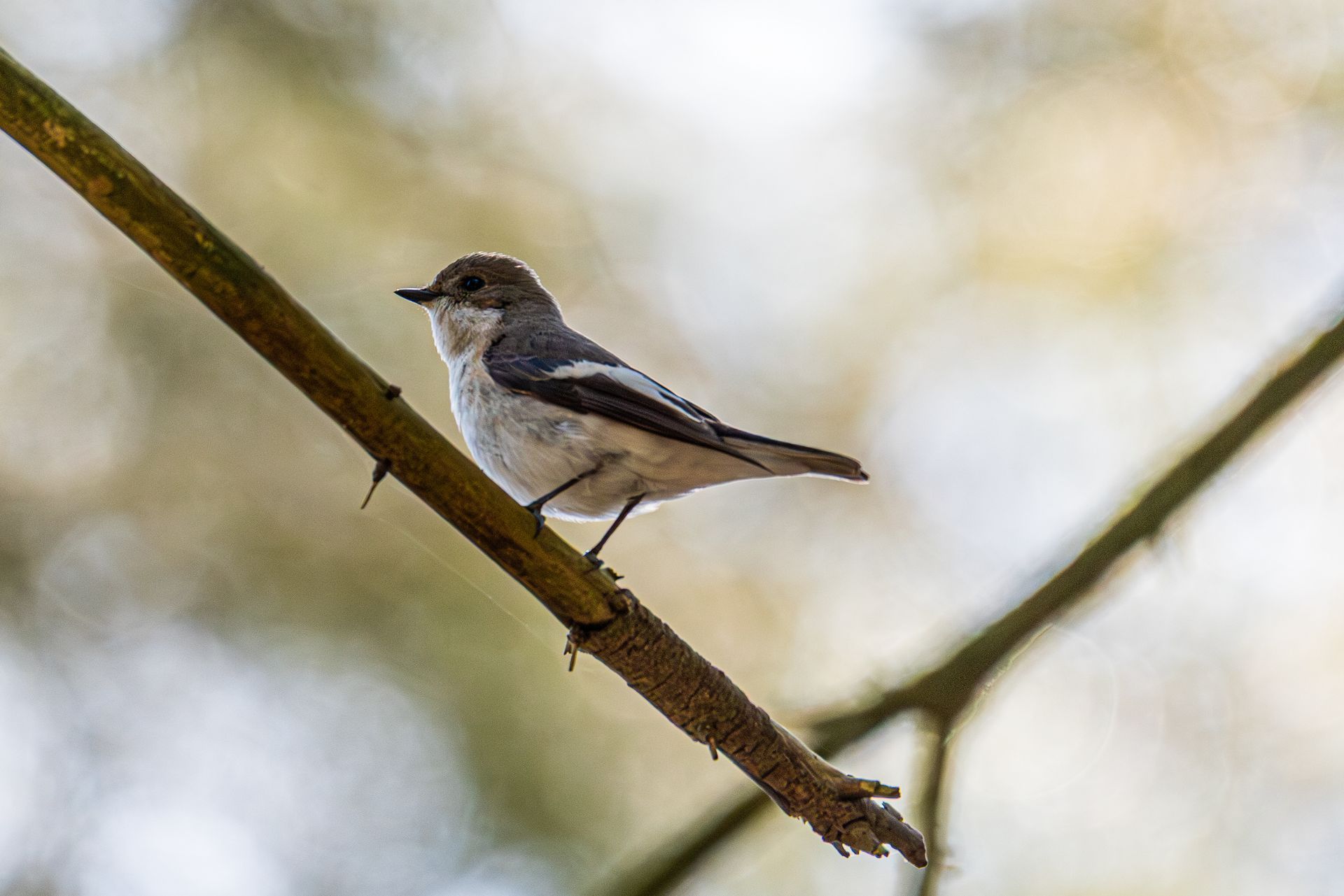 Klein vogeltje met grijs en wit verenkleed, zittend op een bruine tak met een wazige achtergrond.