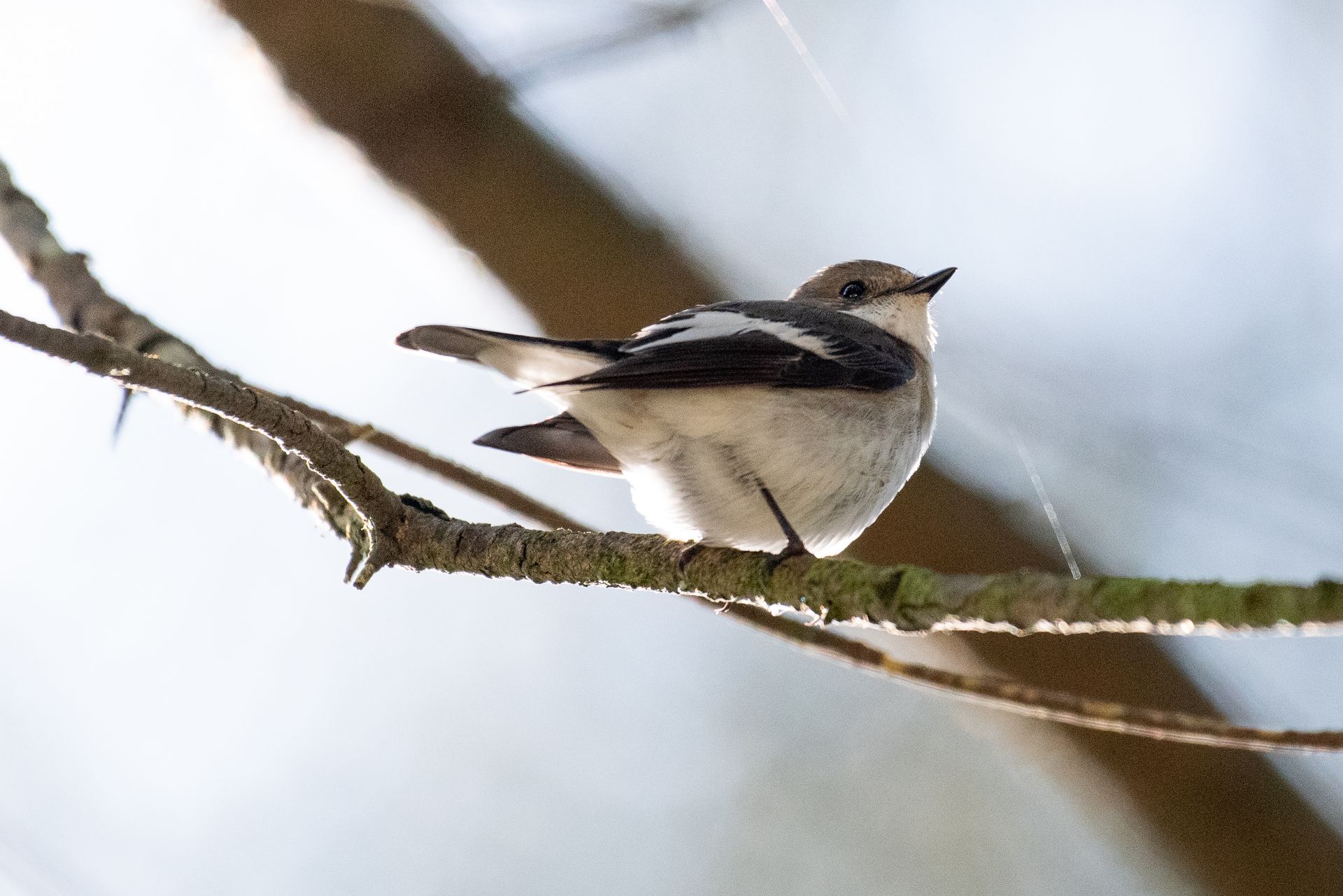 Een vogel met zwart-witte vleugels zit op een boomtak en kijkt naar links.