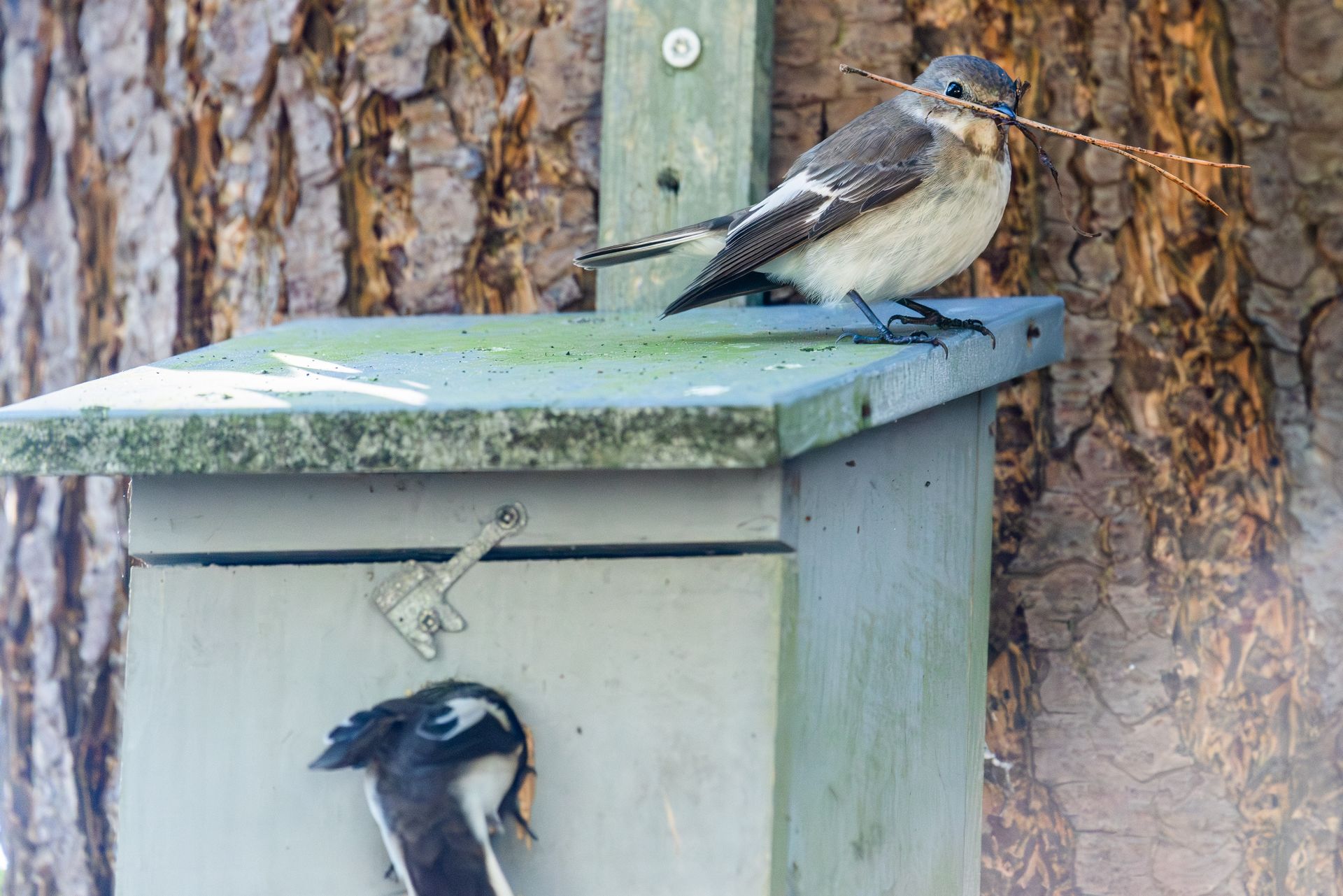 Een vogel op het dak van het vogelhuisje met een takje, een andere vogel binnenin. Groen-wit vogelhuisje tegen een boom.
