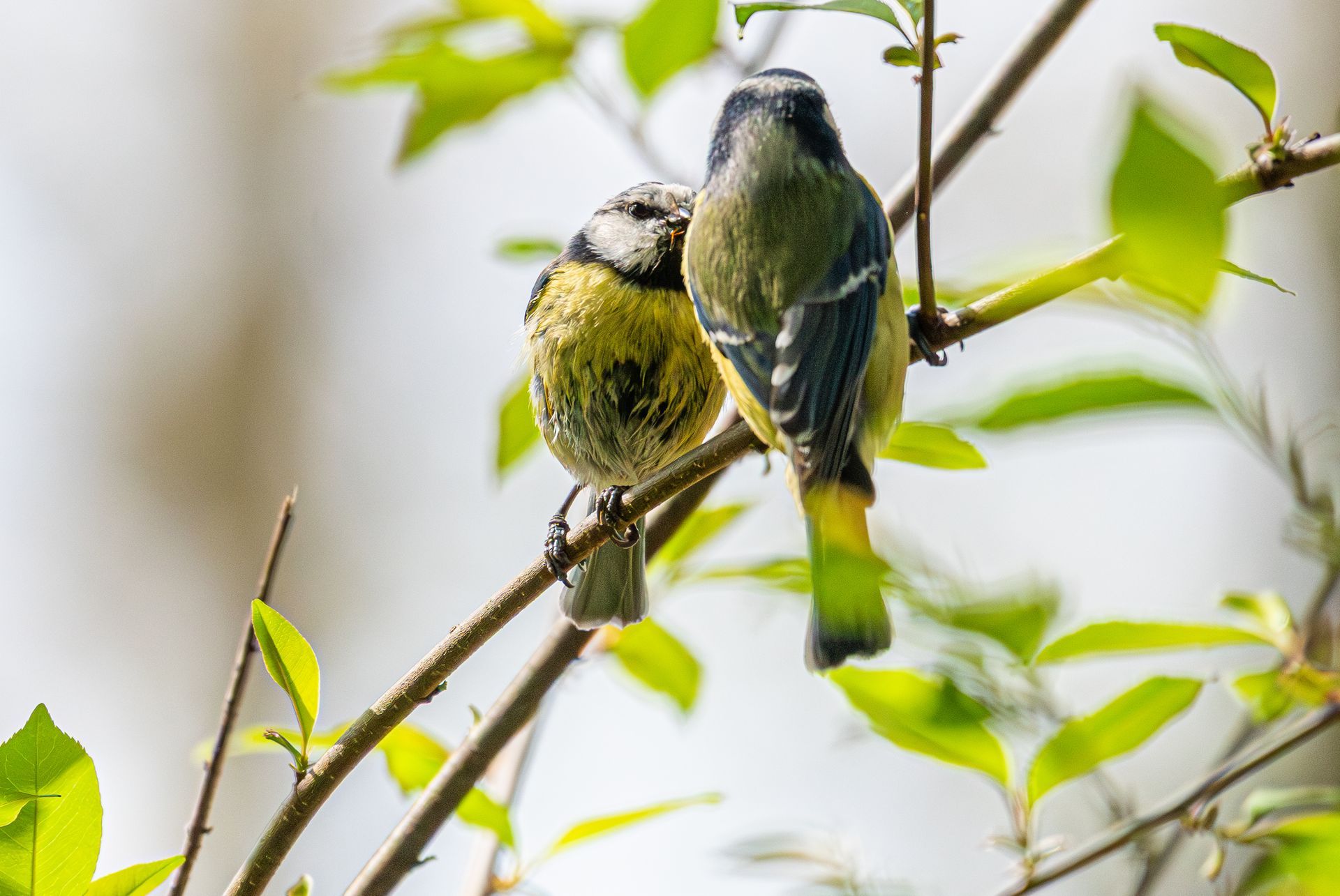 Twee kleine vogels met geel, blauw en groen verenkleed zaten op een boomtak met groene bladeren.