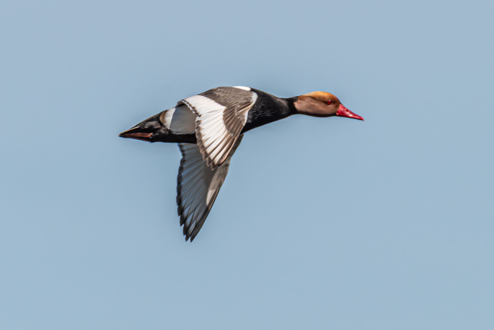 Roodkuifduiker in vlucht tegen een helderblauwe hemel, met rode kop en snavel, witte vleugels en zwarte borst.