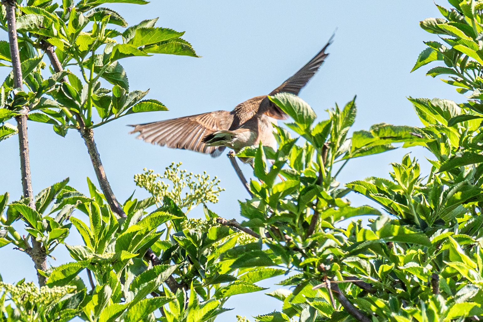 Een vogel in vlucht, met uitgestrekte vleugels, vliegt langs groene bladeren tegen een blauwe hemel.