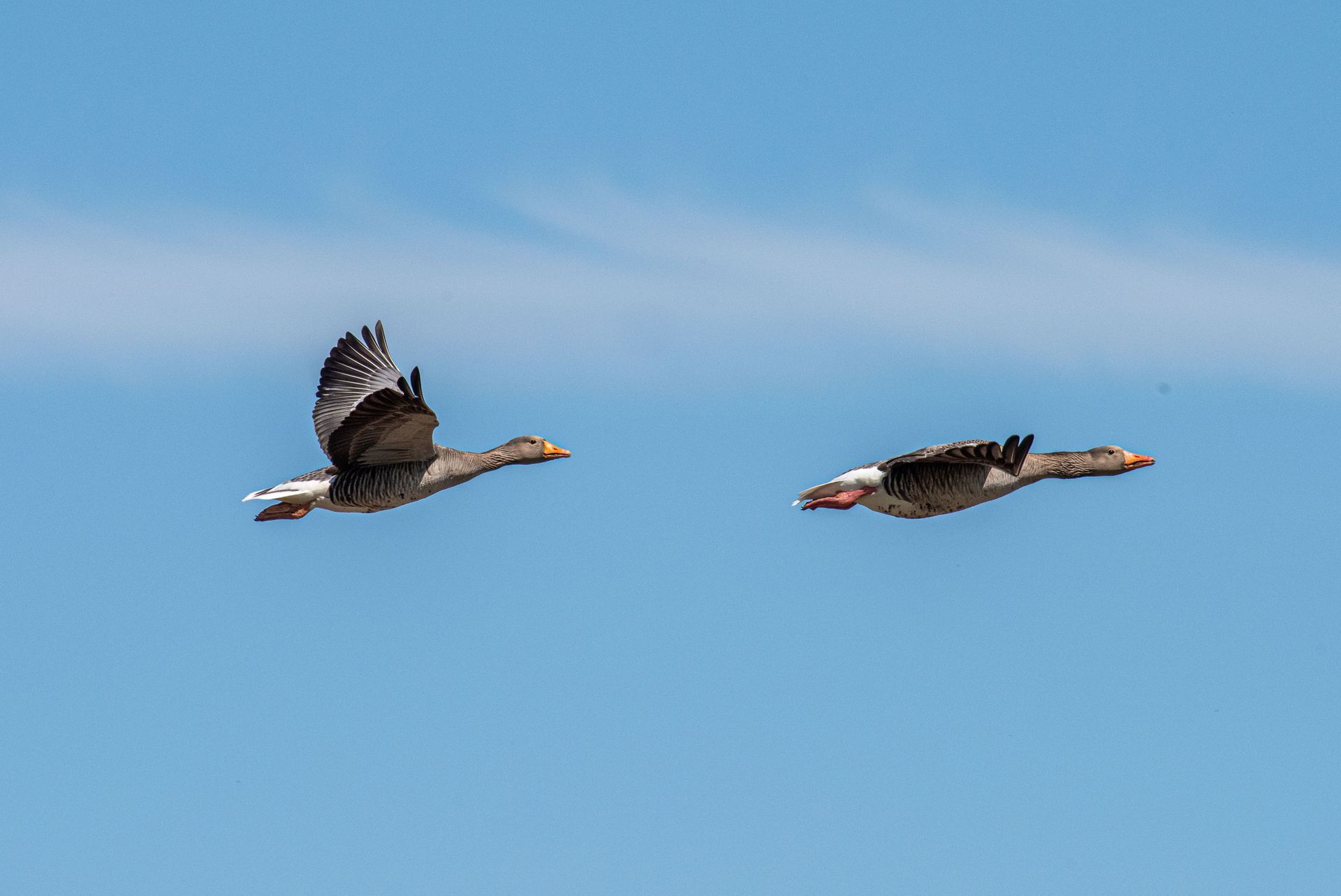 Twee ganzen vliegen in een blauwe lucht, de ene met wijd uitgespreide vleugels, de andere met ingetrokken vleugels.