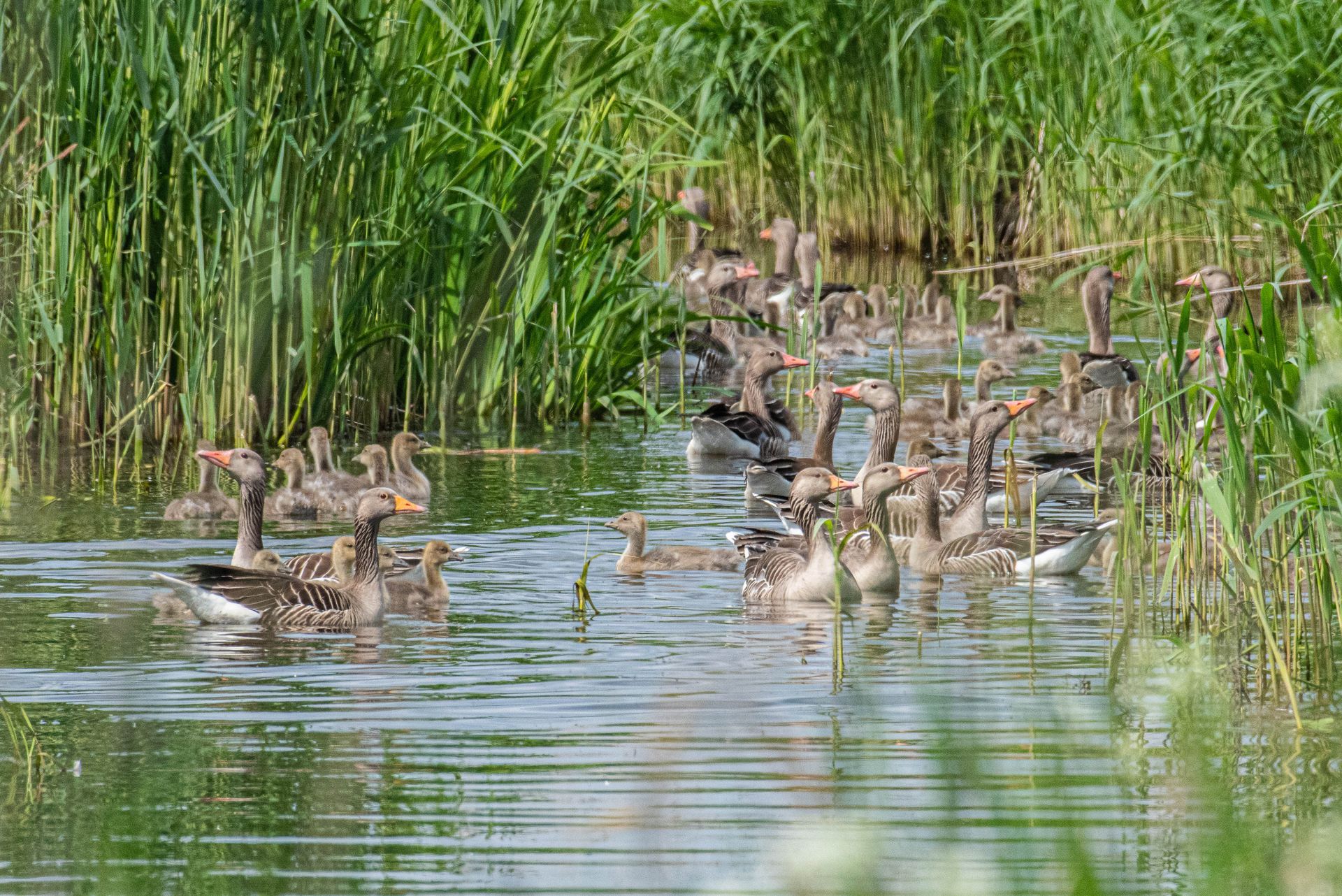 Een groep grijze ganzen met kuikens zwemt in een vijver met hoog groen riet.