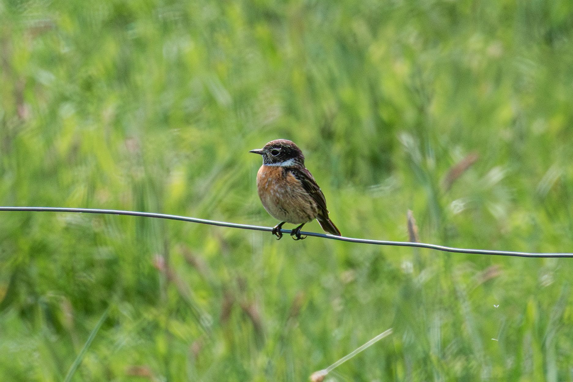 Klein vogeltje met gespikkelde bruine veren, zittend op een prikkeldraadhek, met op de achtergrond groen gras.