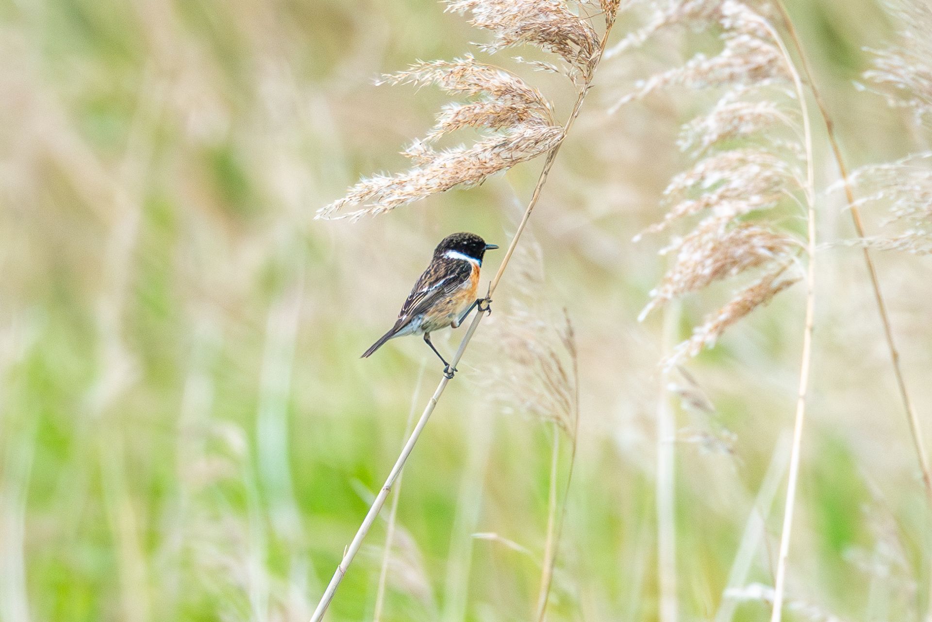 Klein vogeltje met zwarte kop en oranje borst, zittend op een hoge grasspriet. Groene achtergrond.