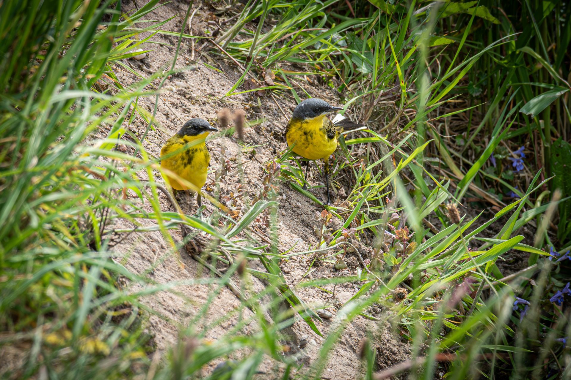 Twee kleine gele vogels met grijze kopjes in een grasveld.