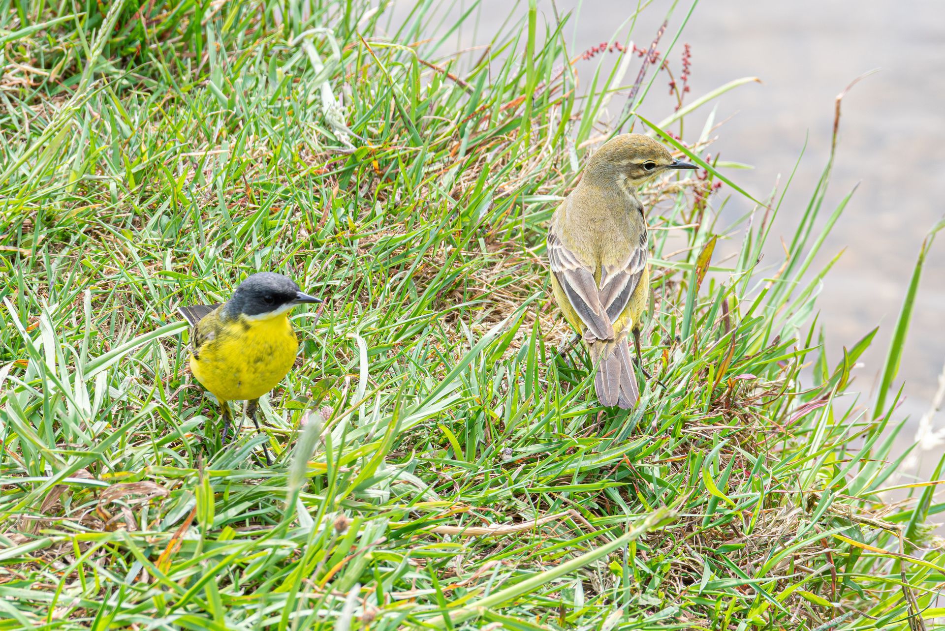 Twee gele kwikstaarten in het groene gras: de ene kijkt naar links, de andere naar rechts.