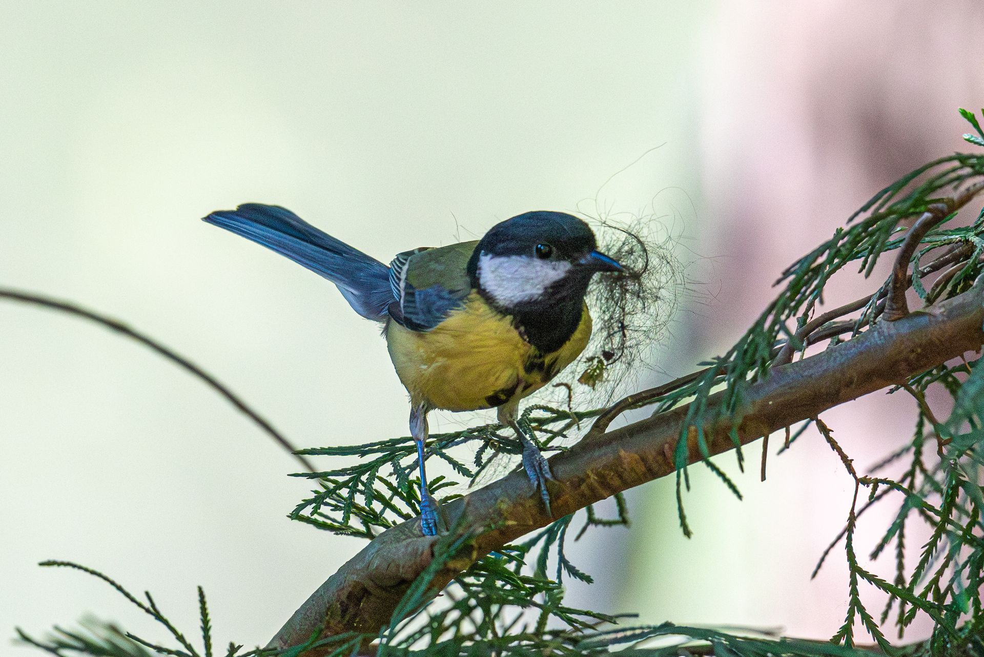 Een koolmees zit op een tak en houdt nestmateriaal vast. Gele borst, zwarte kop, blauwe vleugels.
