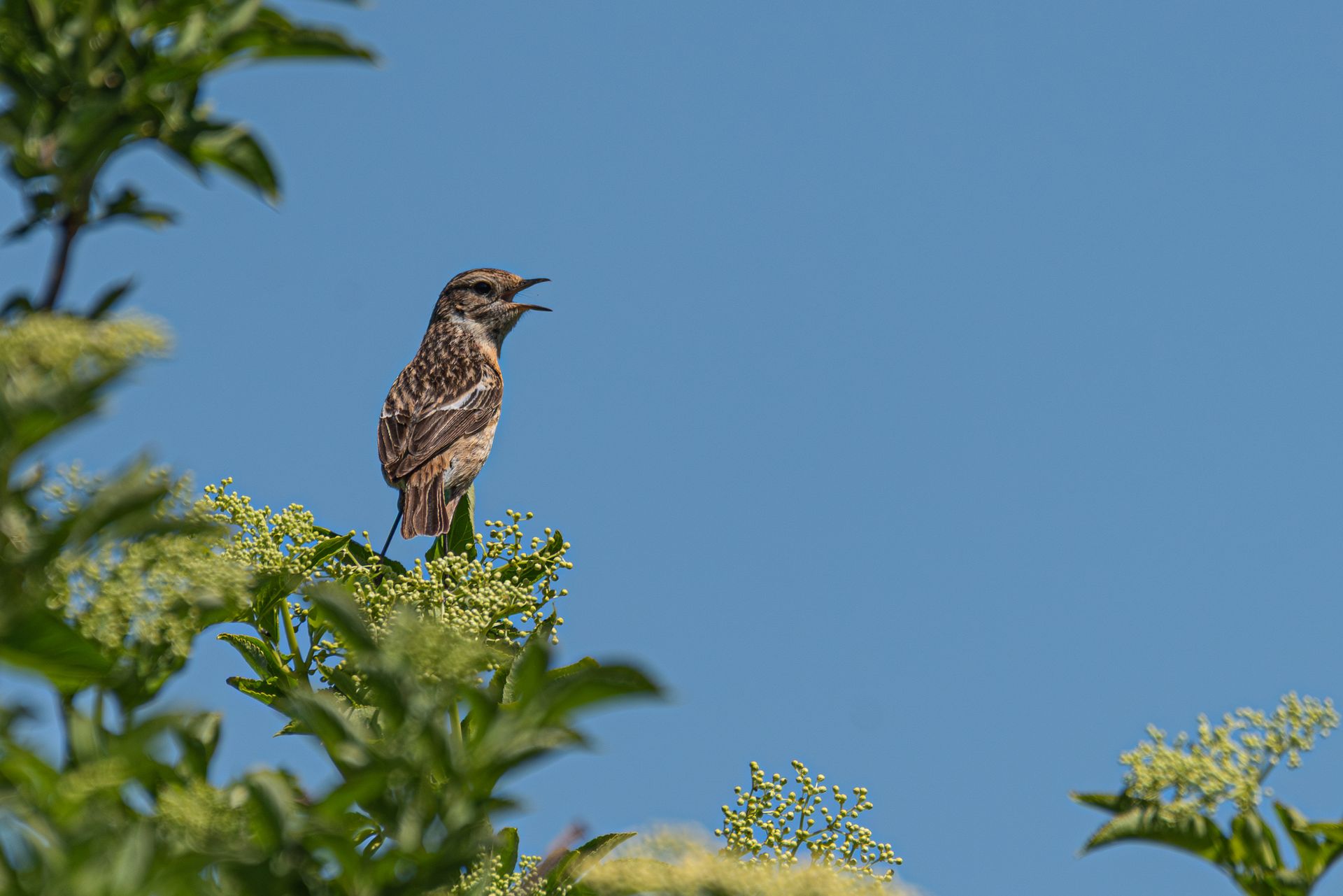 Een vogel met open snavel, zittend op een bloeiende tak tegen een blauwe hemel.