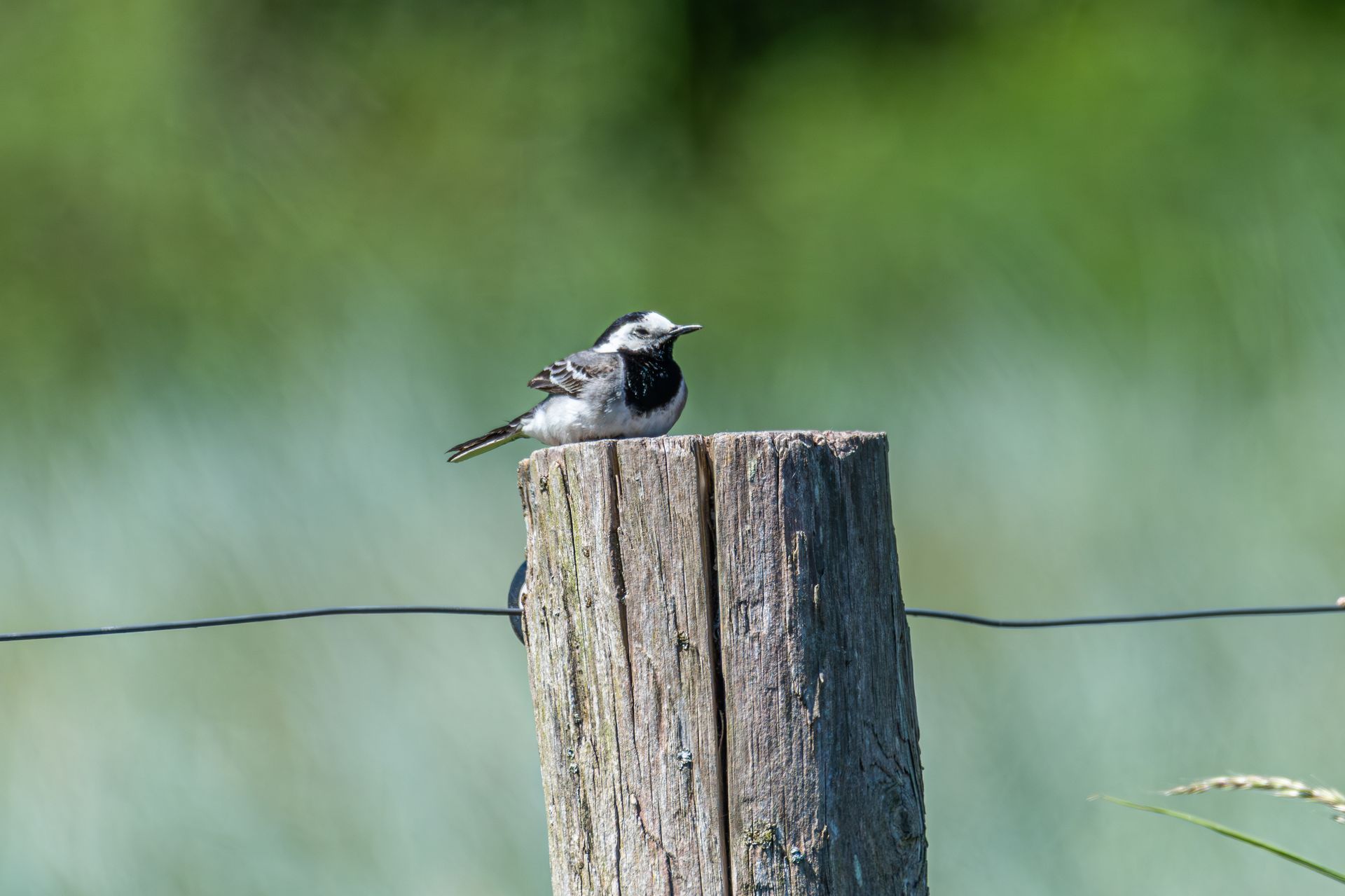 Een zwart-witte vogel zit op een verweerde houten paal tegen een wazige groene achtergrond.