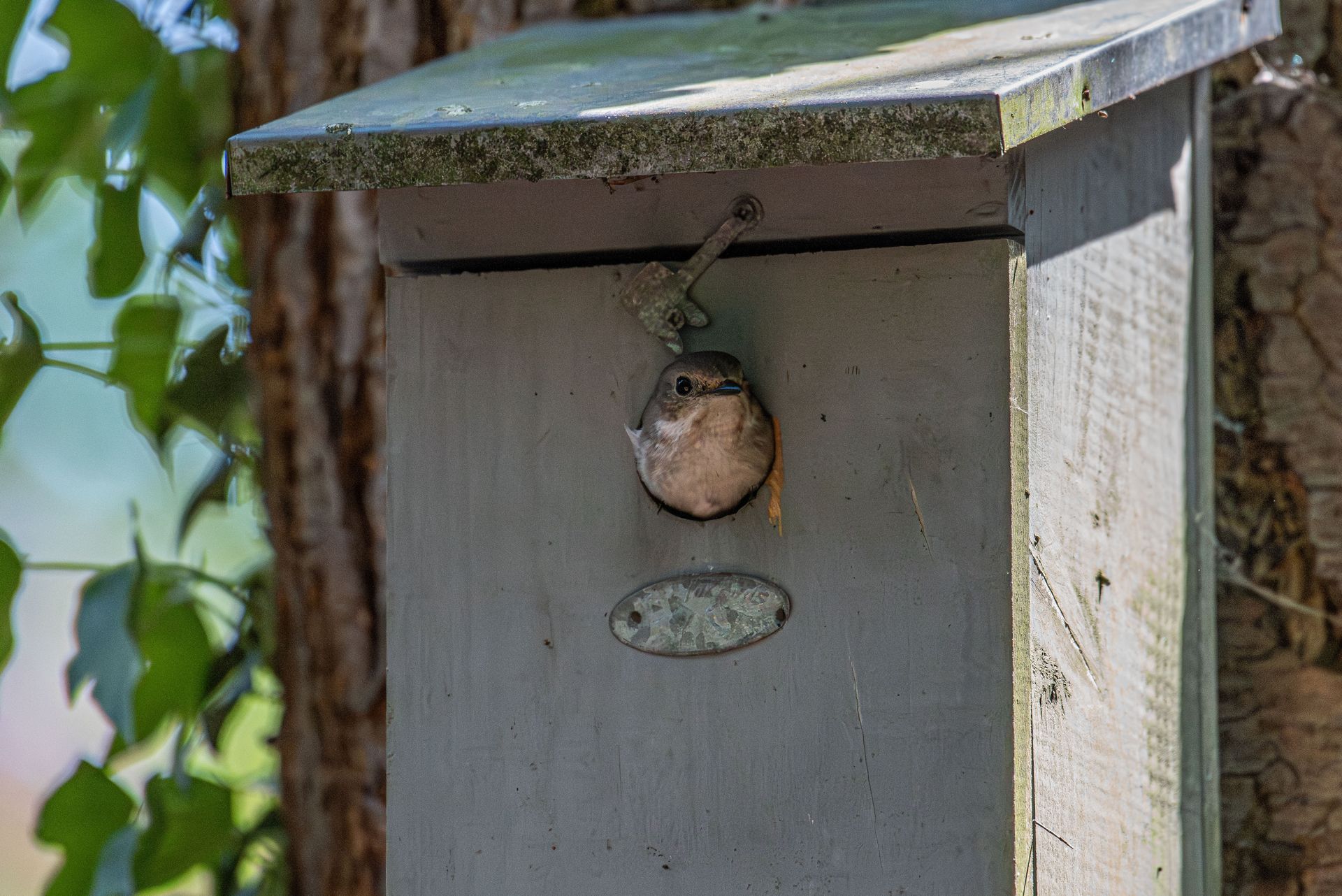 Een vogeltje gluurt uit een grijs houten vogelhuisje dat aan een boom hangt.