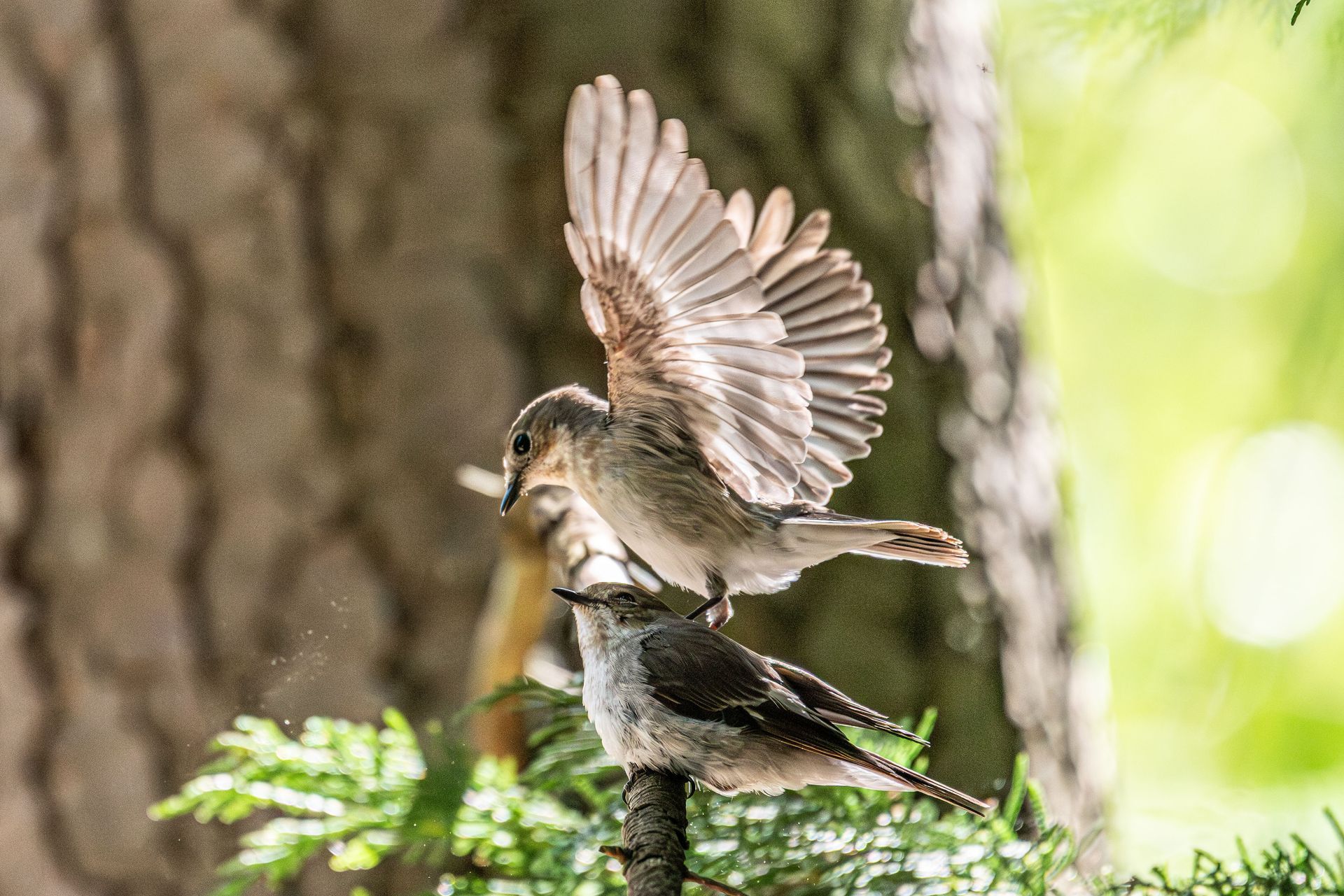 Twee kleine vogeltjes zitten op een tak. De ene fladdert met zijn vleugels, de andere rust eronder.