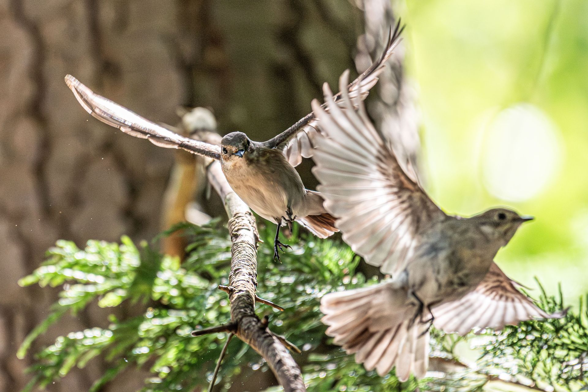 Twee kleine bruine vogels vliegen op van een boomtak, met wijd uitgespreide vleugels.