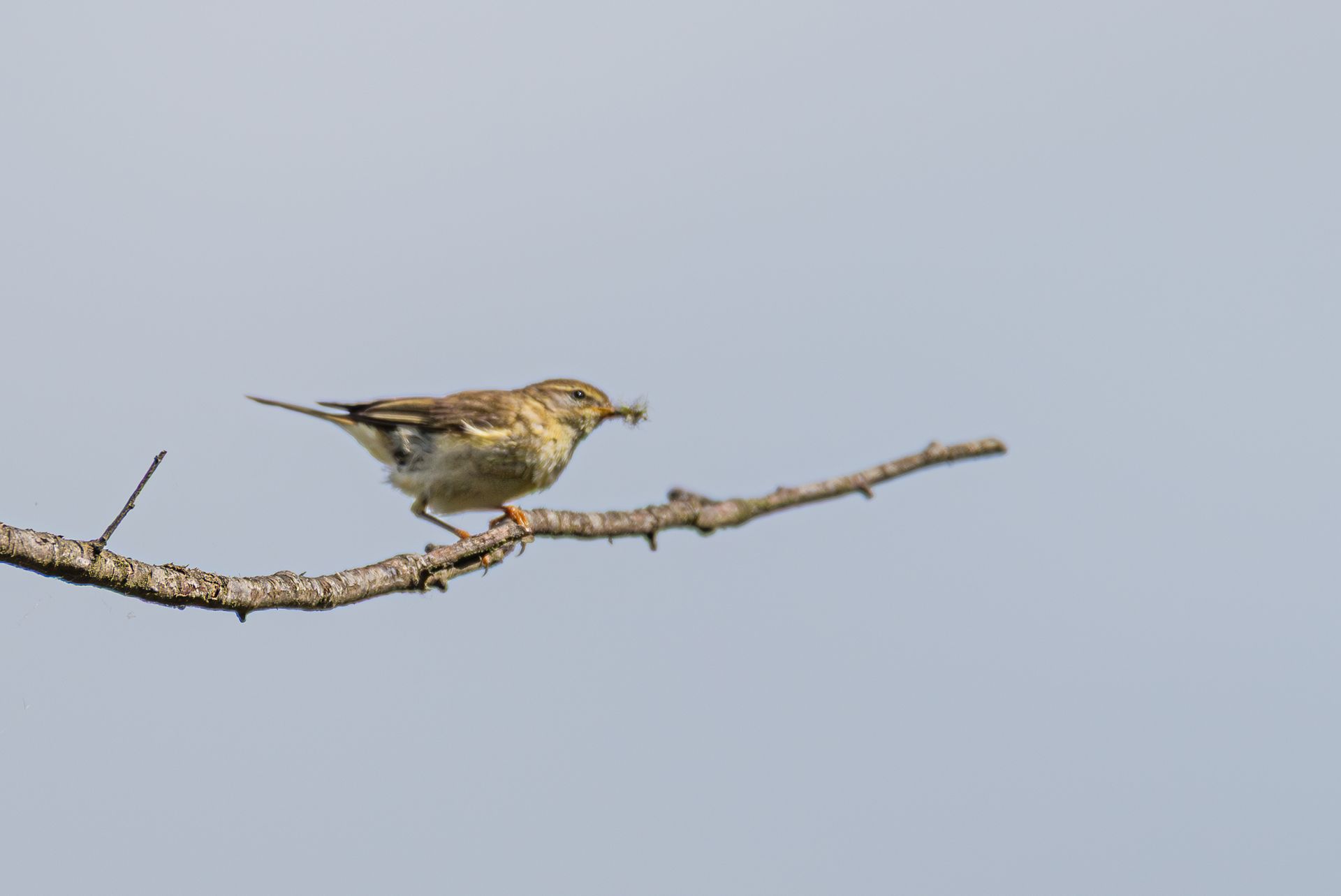Een vogel zit op een tak en houdt een insect in zijn snavel, afgetekend tegen een blauwe hemel.
