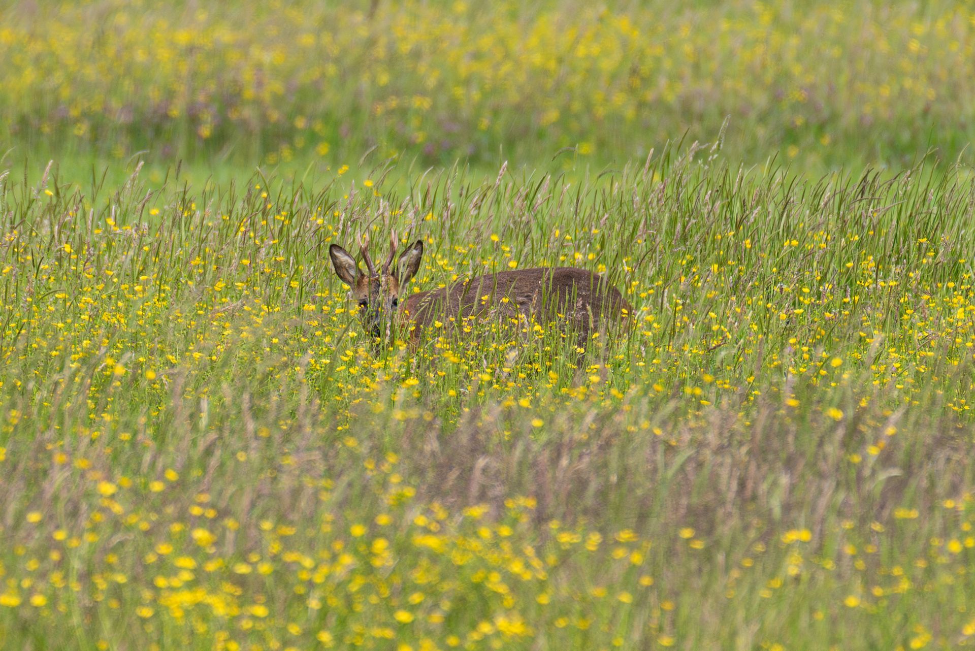 Een ree met een klein gewei staat in een veld met gele wilde bloemen en hoog groen gras.
