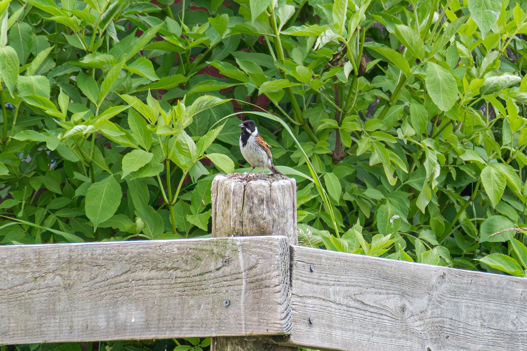 Een vogel zit op een houten paal voor een groene struik met veel bladeren; op de voorgrond is een houten hek te zien.