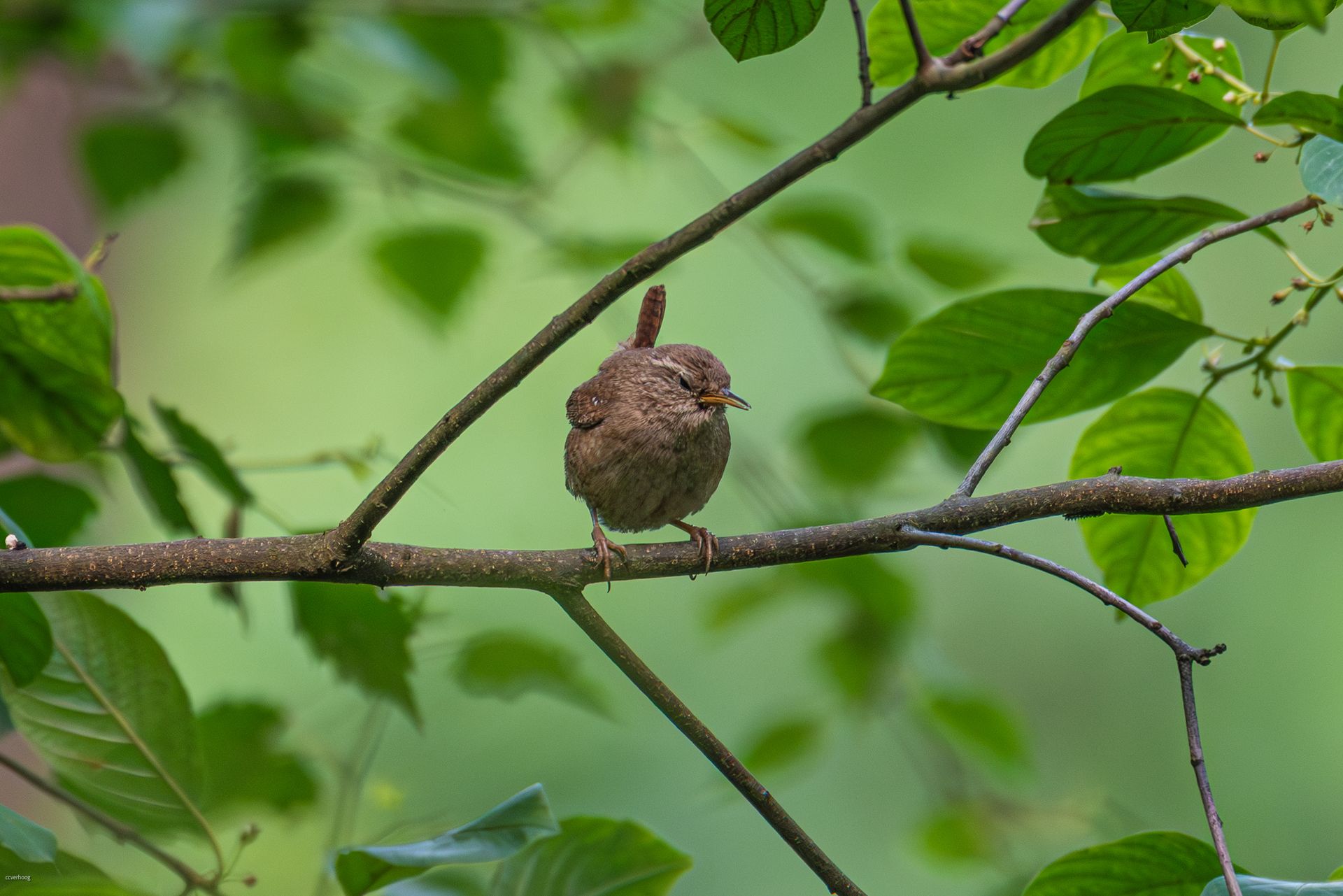 Een klein bruin vogeltje met een rechtopstaande staart zit op een boomtak, omringd door groene bladeren.