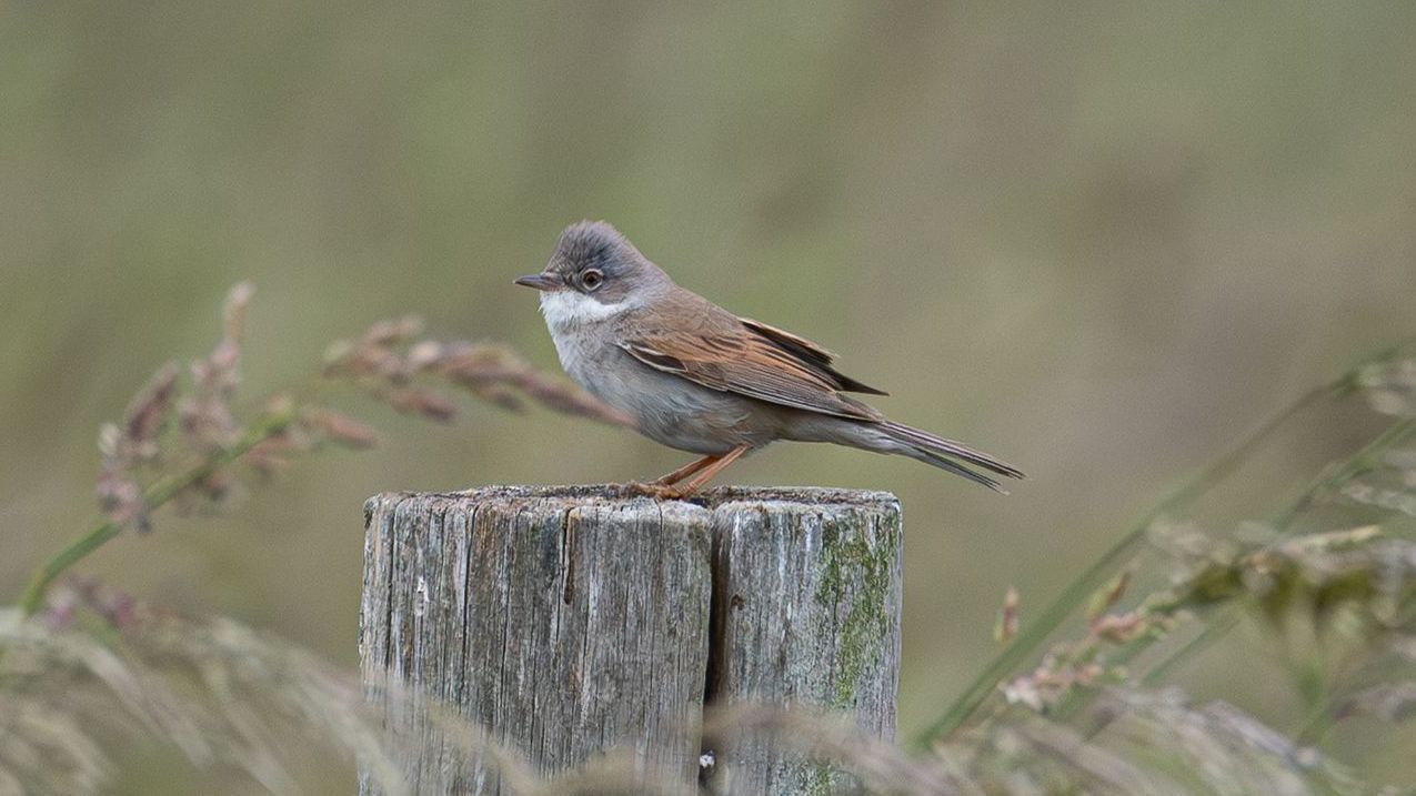 Grasmus Een klein grijs vogeltje met gespikkelde bruine vleugels zit op een verweerde houten paal in een grasveld.