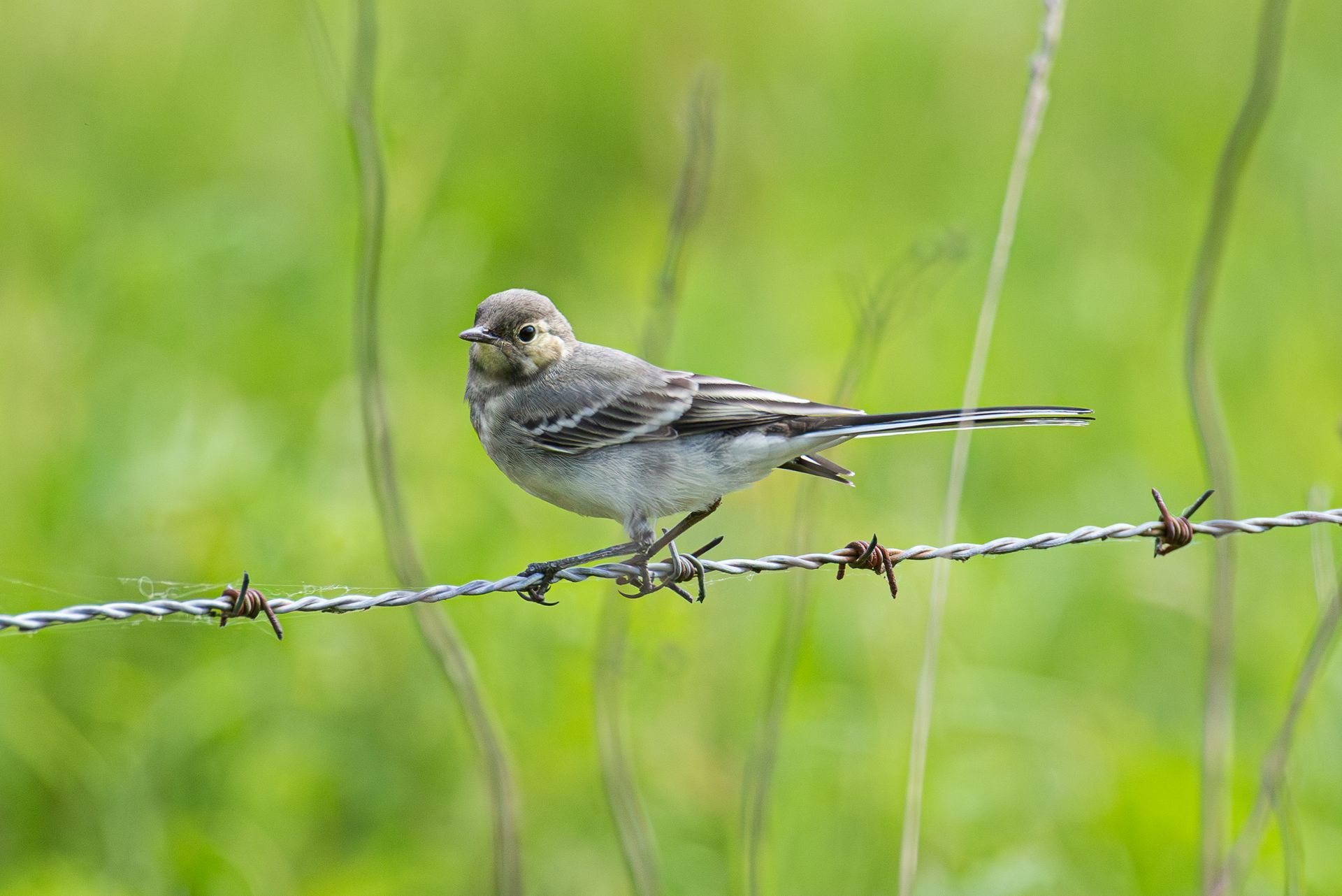 Vogel zittend op prikkeldraad, groene achtergrond.