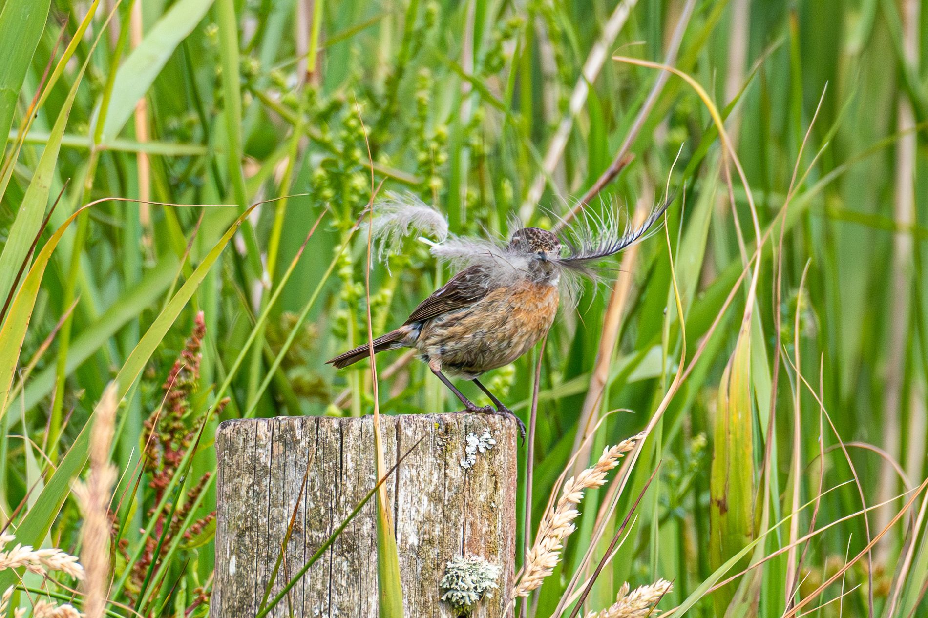 Een vogel met opgezette veren zit op een verweerde houten paal, omringd door groene rietstengels en hoog gras.