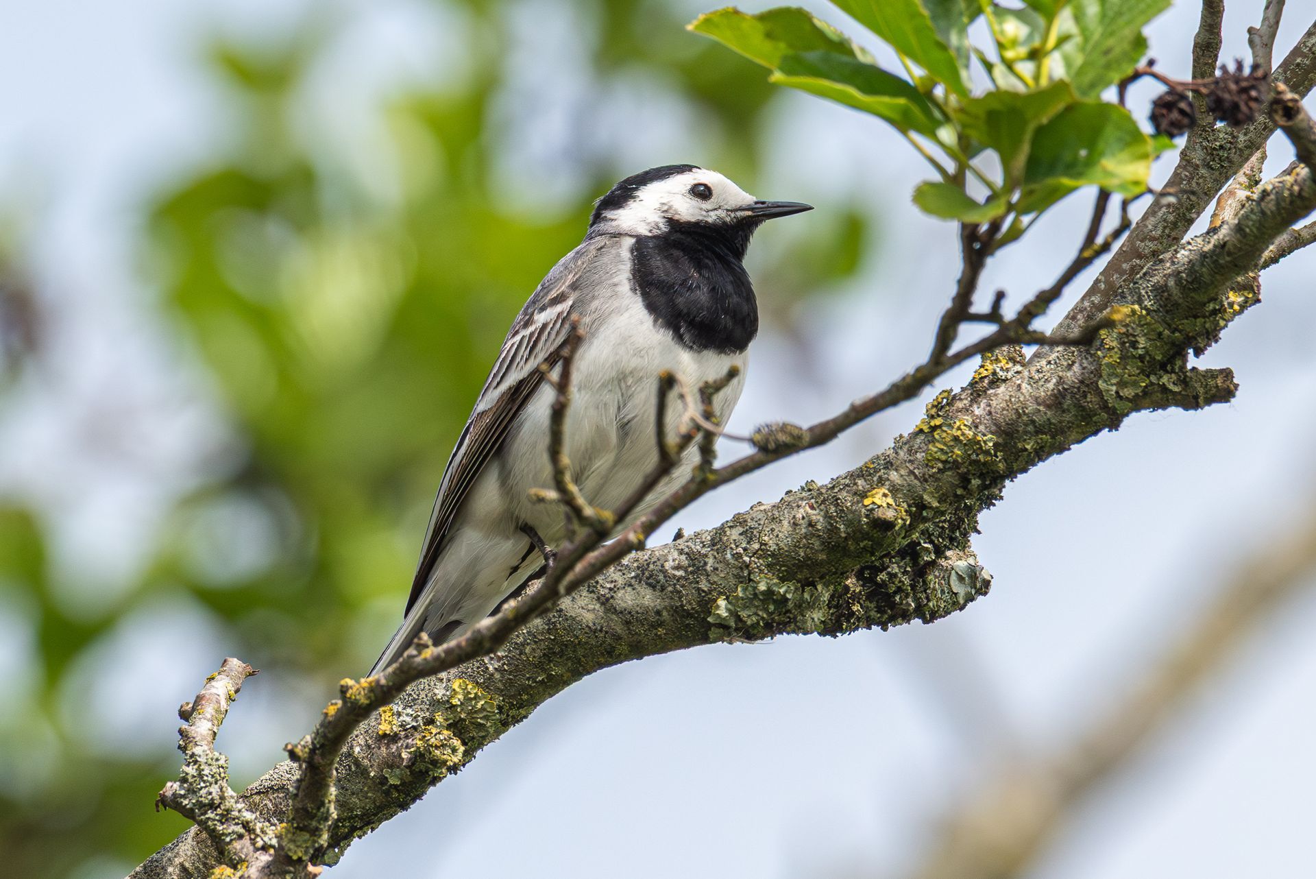 Een wit-zwarte vogel met een zwarte keel zit op een tak, met groen gebladerte op de achtergrond.