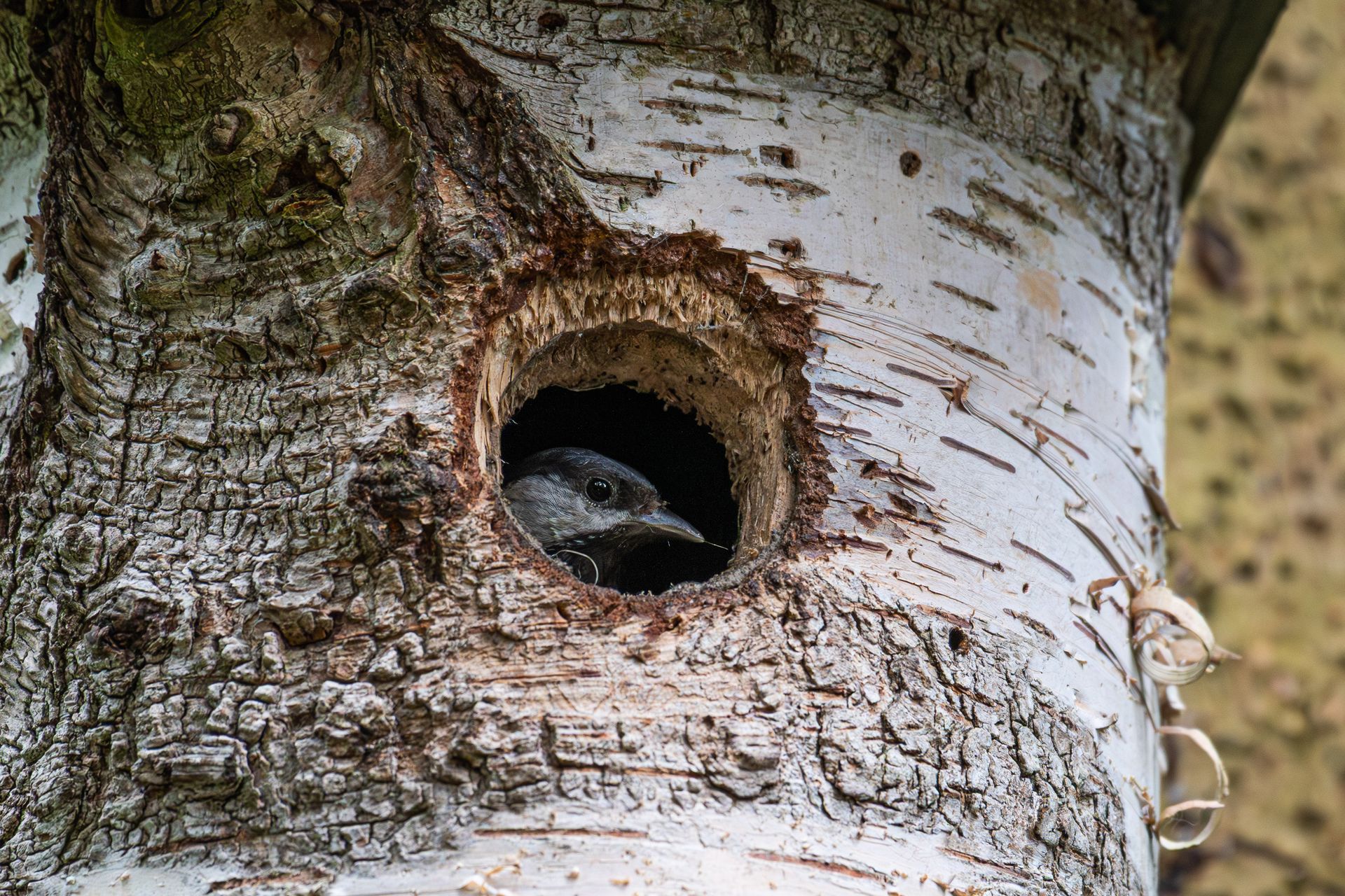 Een vogel gluurt uit een nestgat in een berkenstam. Het gat heeft een donkere binnenkant en is omgeven door bruin.