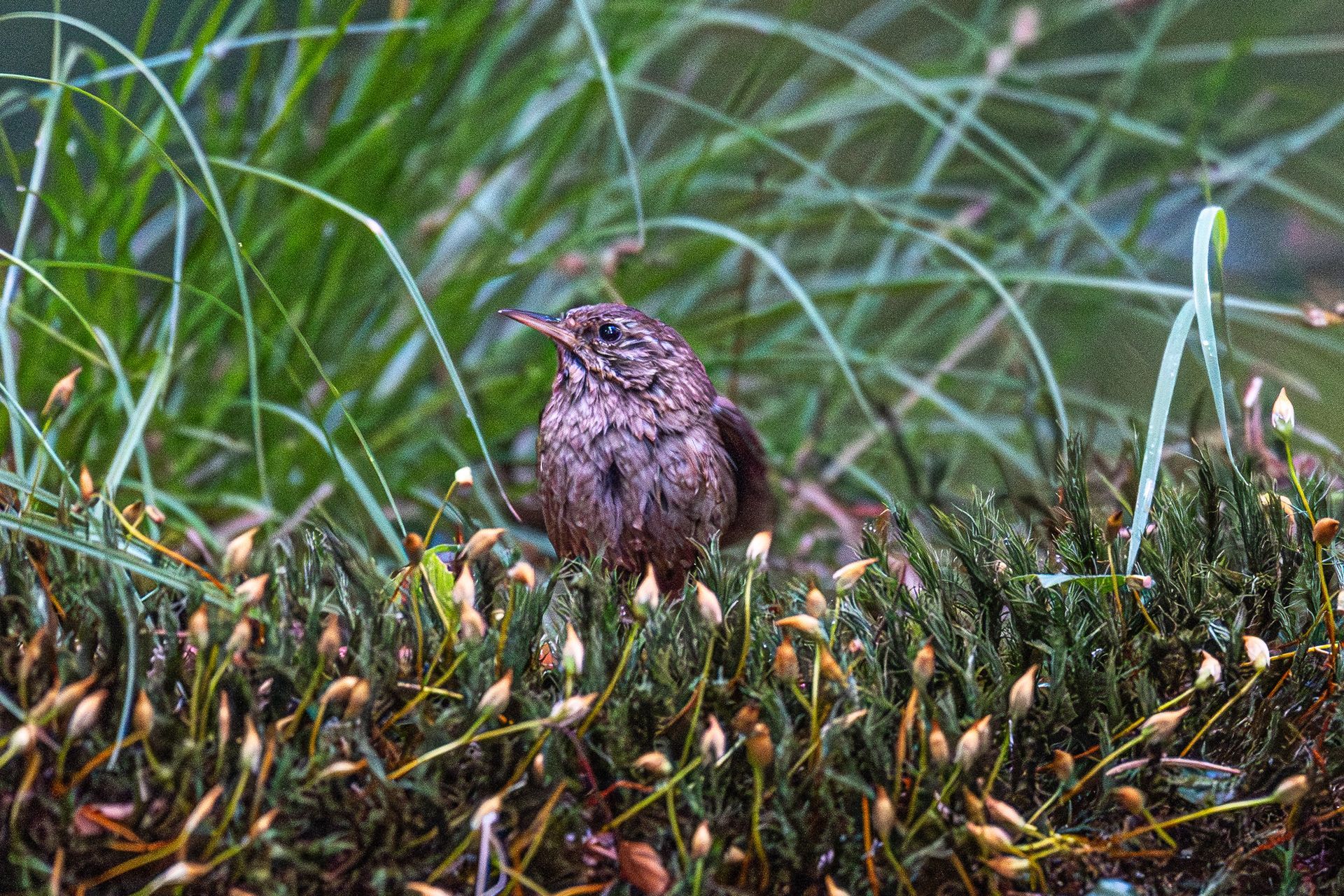 Een bruin gespikkelde vogel zit op een tak in het groene mos en gras.