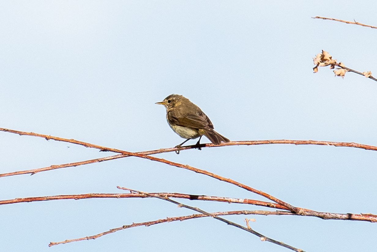 Een klein bruin vogeltje zit op kale takken tegen een lichtblauwe hemel.