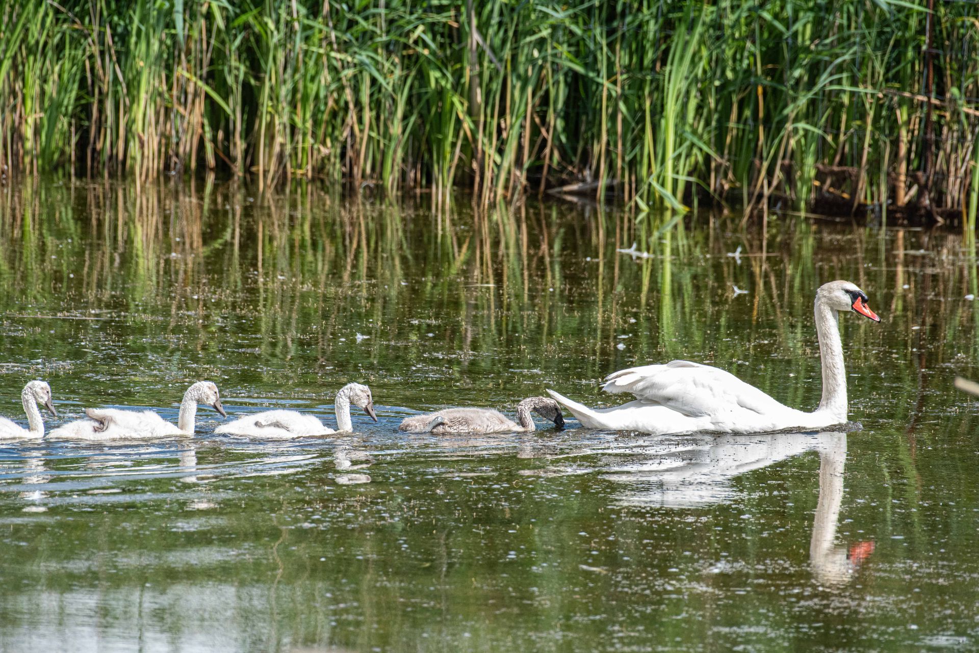 Een zwaan met jongen zwemt in een vijver, vlakbij riet. De zwanen zijn wit en grijs; het water weerspiegelt het tafereel.