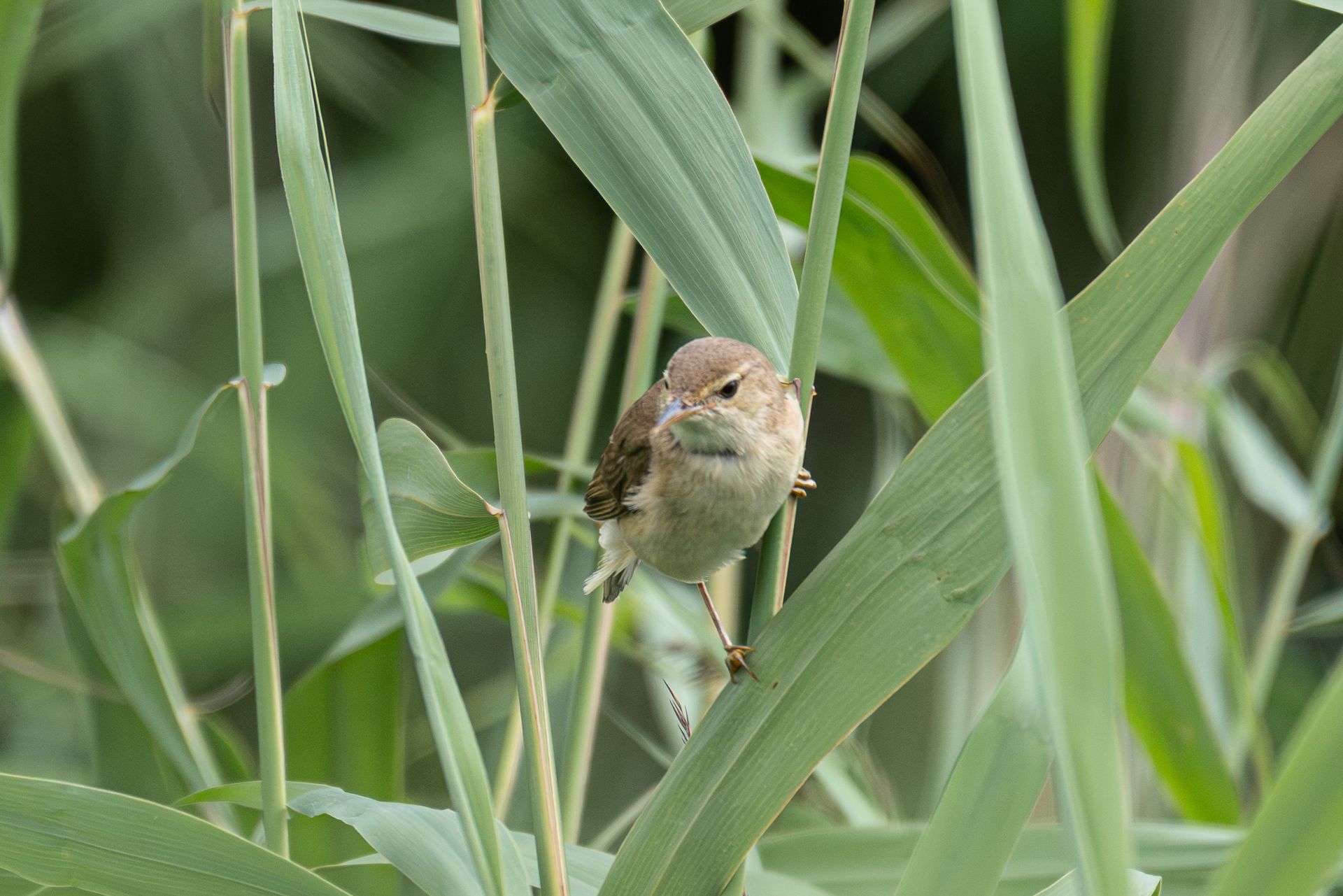 Een klein bruin vogeltje zit op groene rietstengels en houdt nestmateriaal vast.