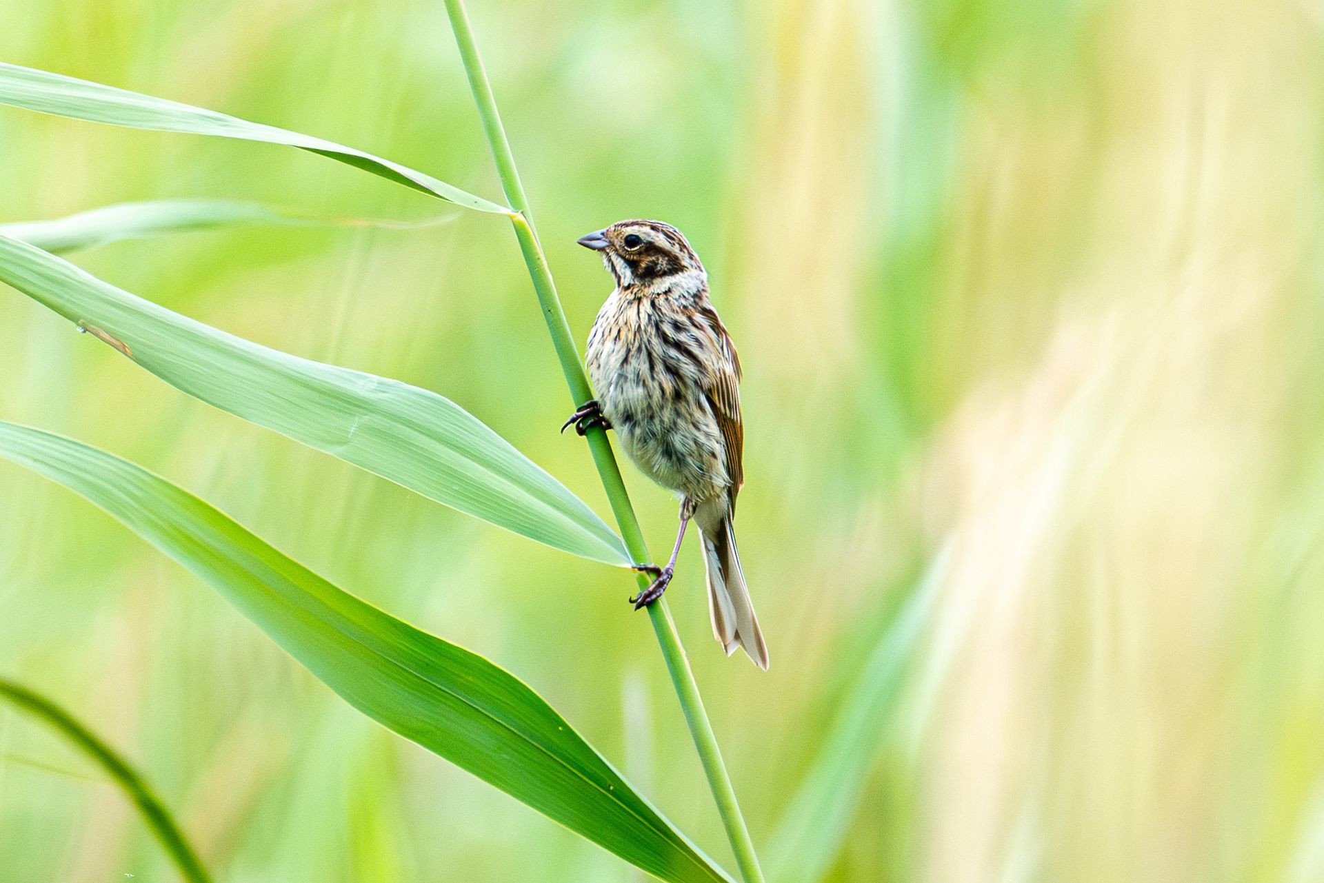 Een bruine zangvogel zit op een groene rietstengel met een wazige groen-gouden achtergrond.
